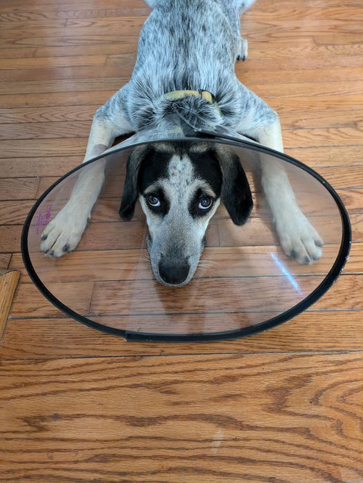 Introducing Radar Dog: Our Unique Canine Companion!