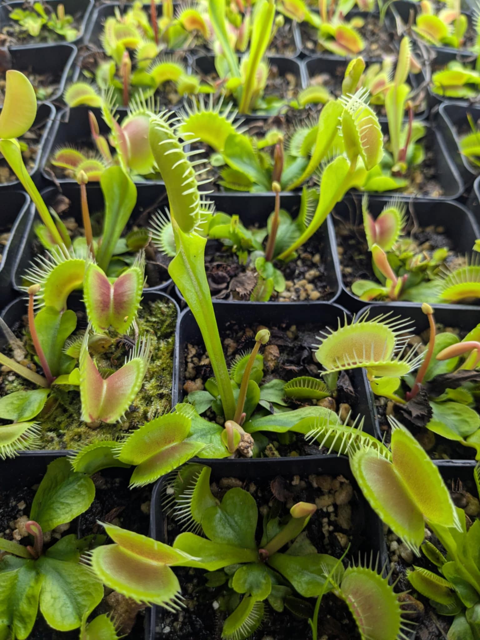 Flytraps Awakening from Their Winter Slumber