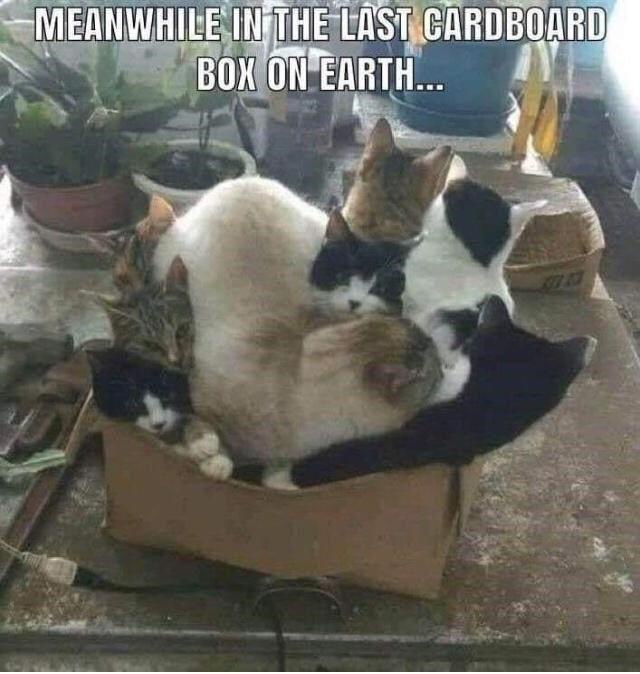 Prepare for the Must Box Challenge
