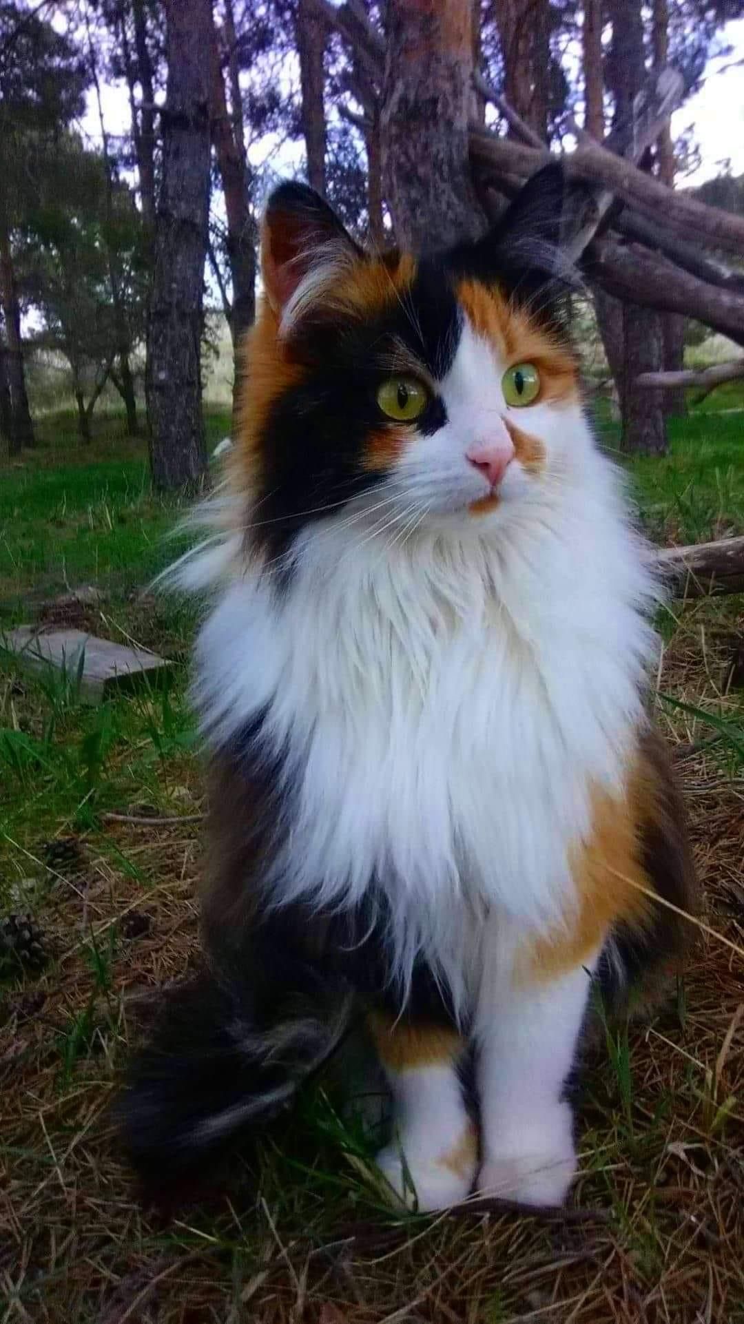 The Adorable Charm of Calico Cats