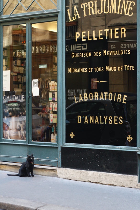 A Cat's Adventure in Paris