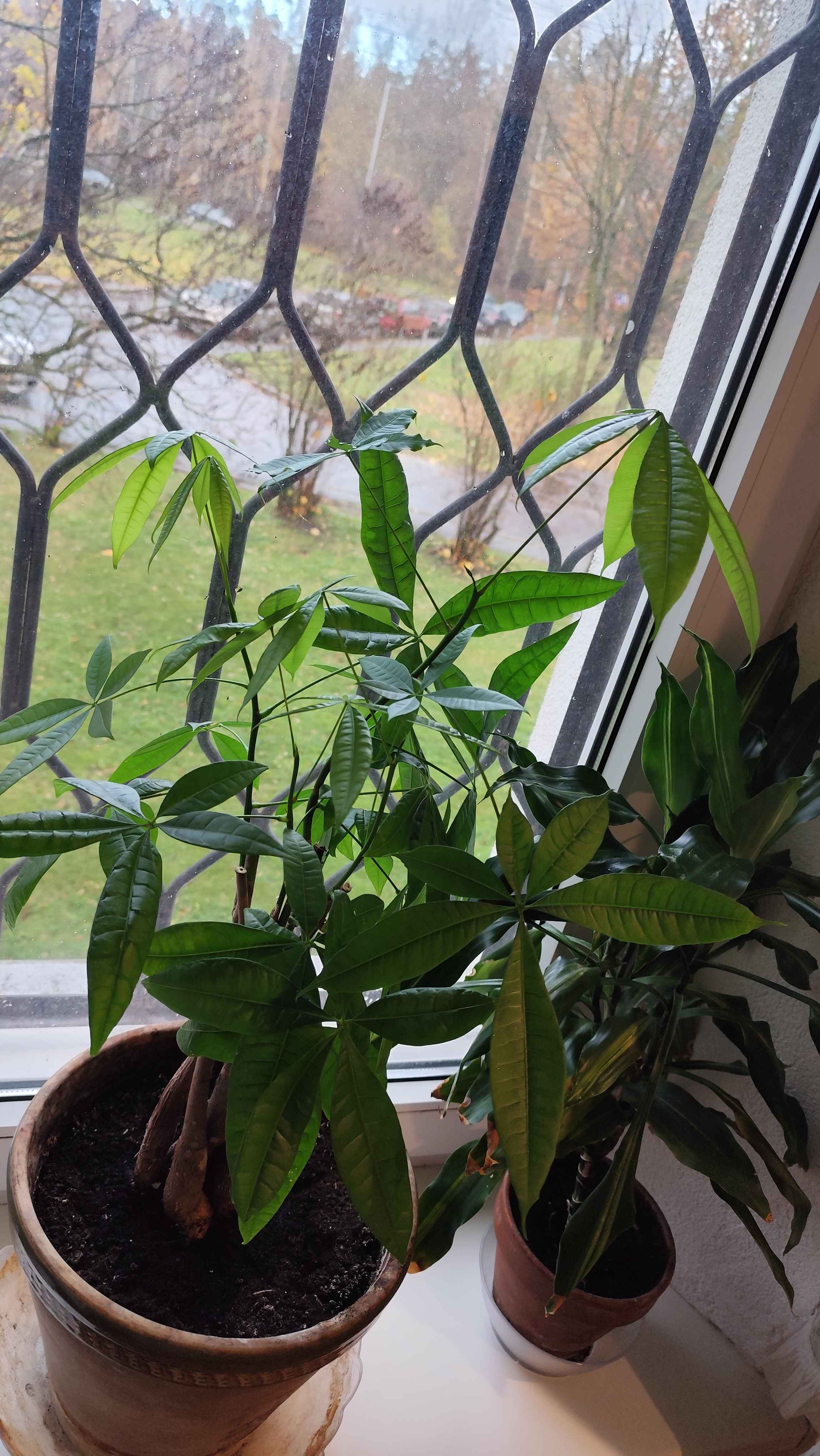 Embrace the Cozy Vibes with These Plants