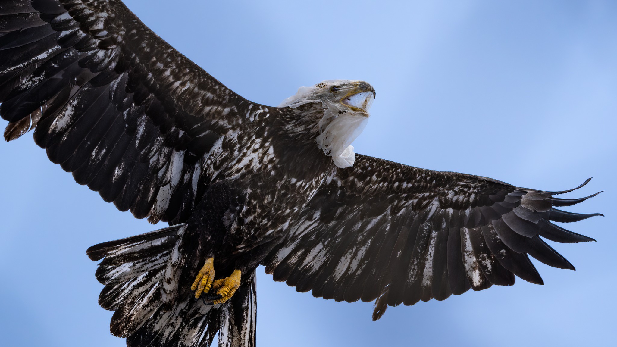 Local Photographer Captures Disturbing Images of a Bald Eagle