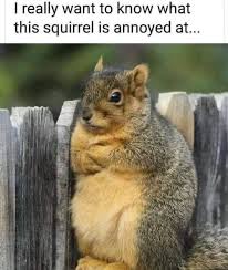 That Acorn Probably Didn't End Well...