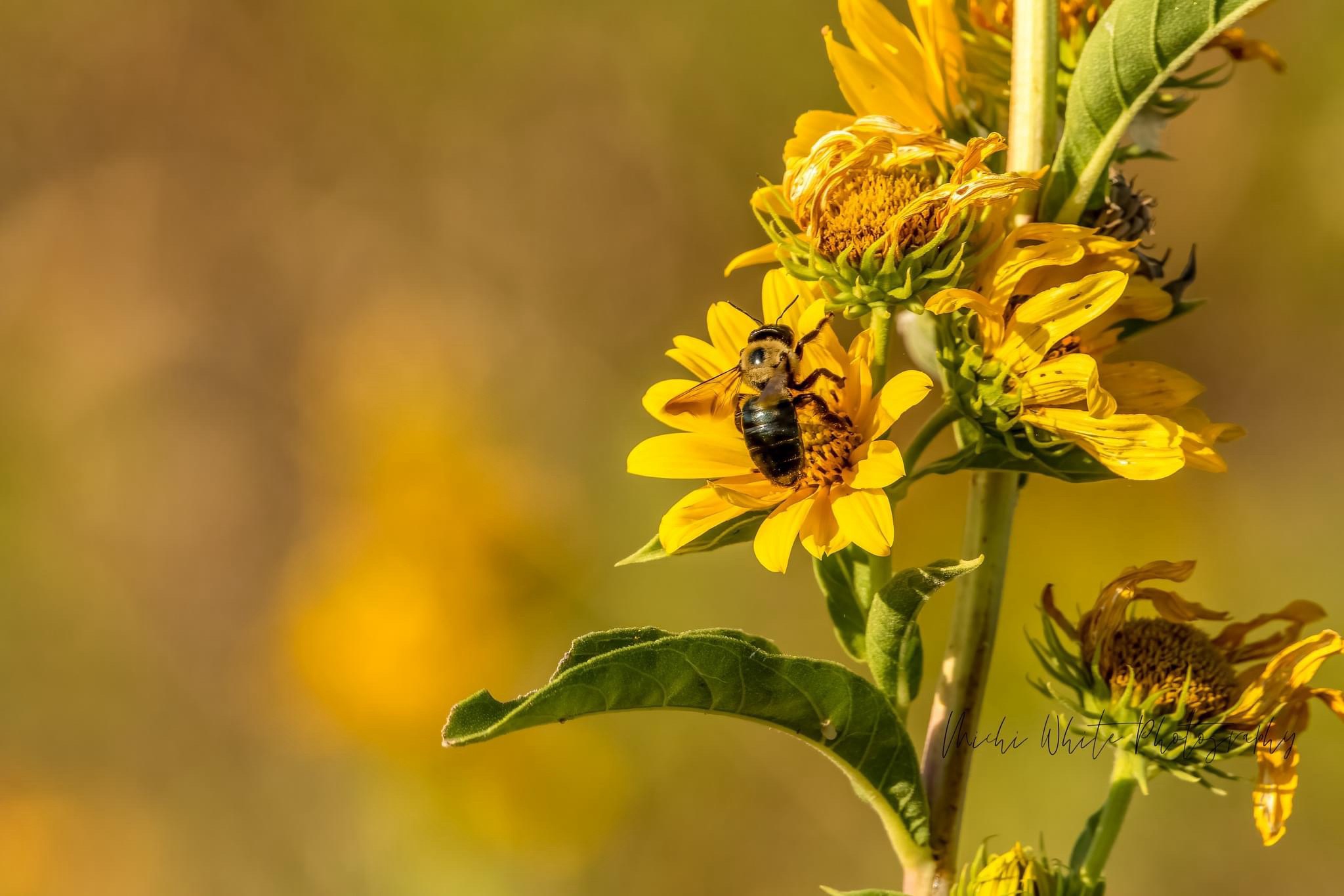 Celebrating Our Essential Pollinators