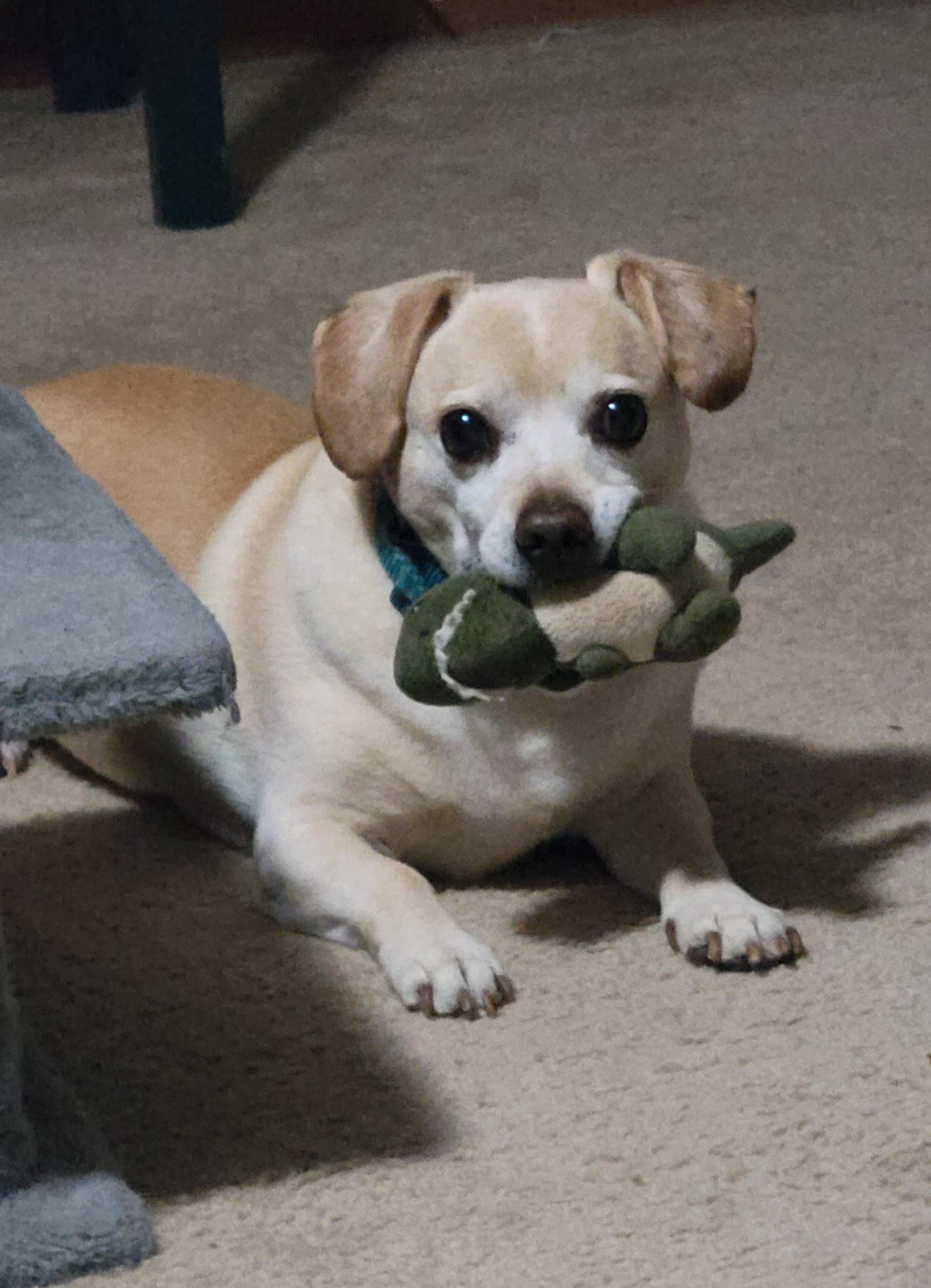 Frank and His Beloved Toy: A Heartwarming Moment