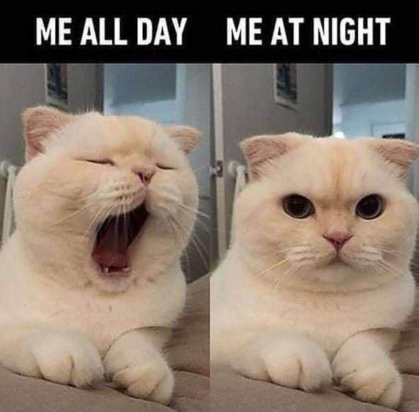A Hilarious Collection of Memes to Brighten Your Day!