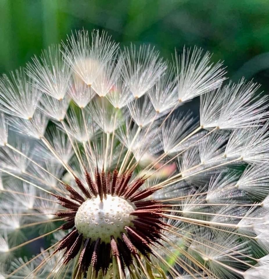 The Beauty of Dandelions