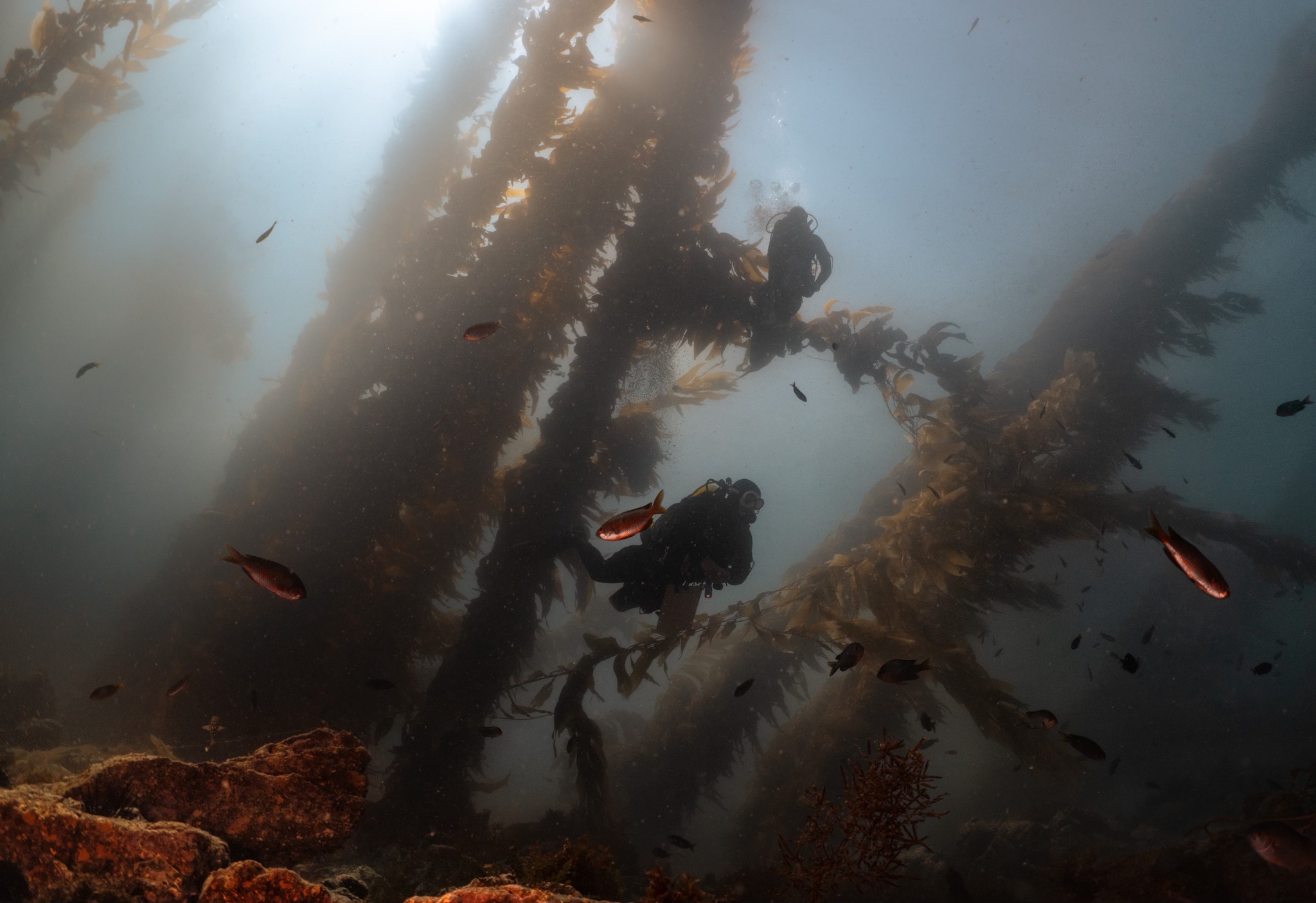 A Day in the Life of a Marine Biologist: What Do They Really Do?