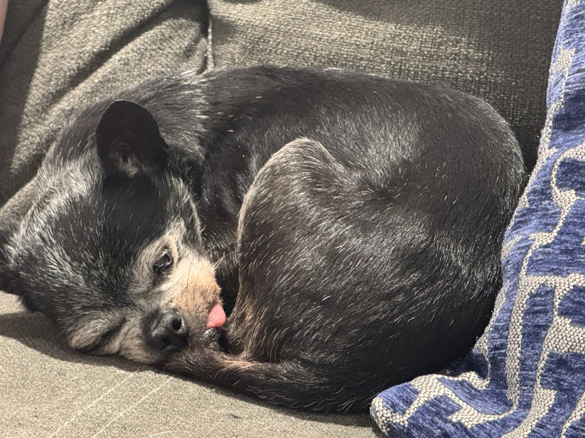 Cricket caught napping with her tongue out!