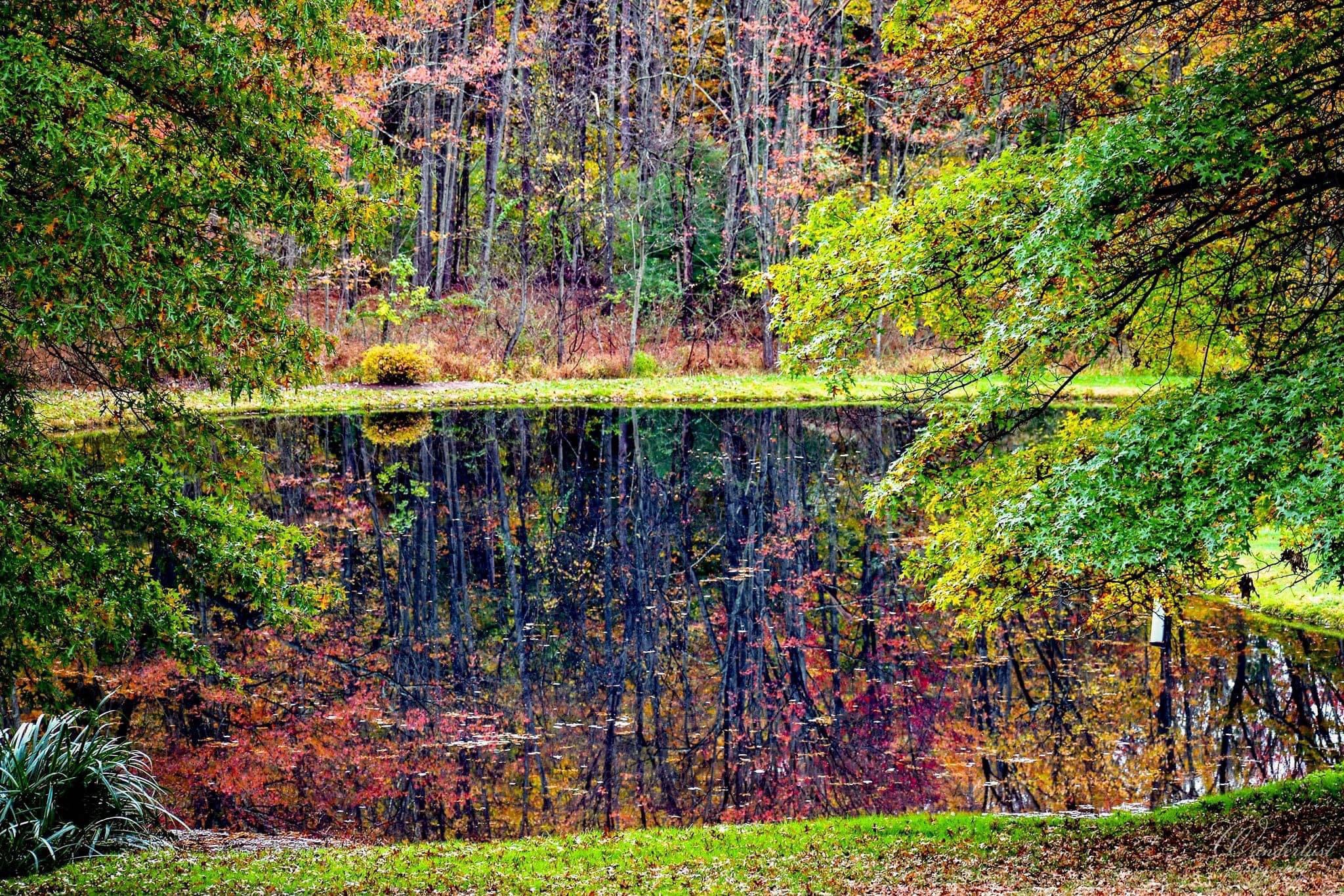 Serene Beauty of an Autumn Pond