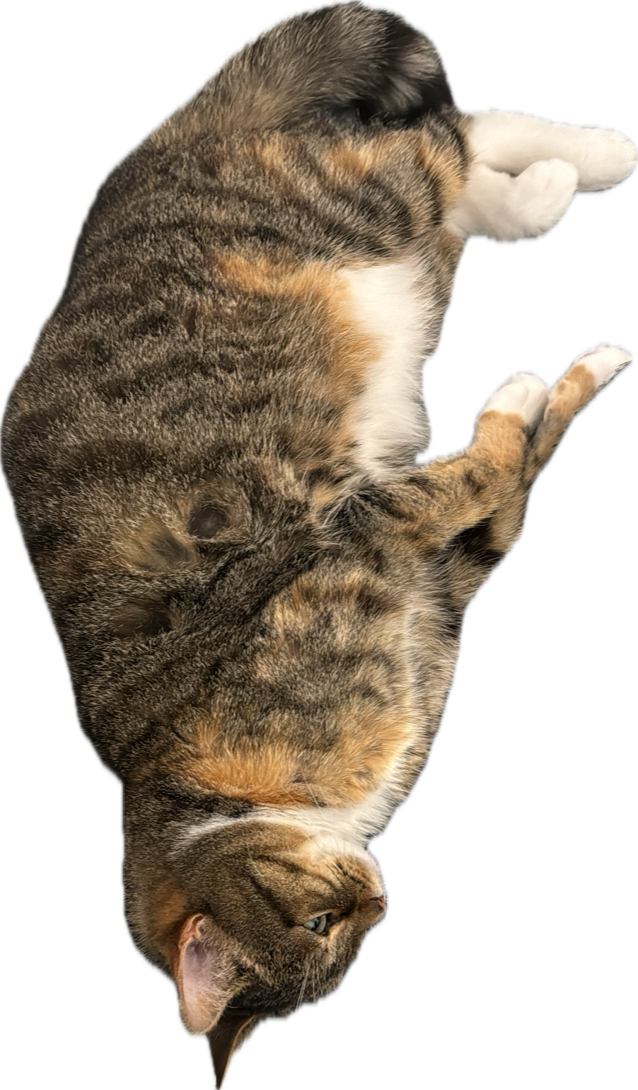 Just one adorable cat making the world a better place