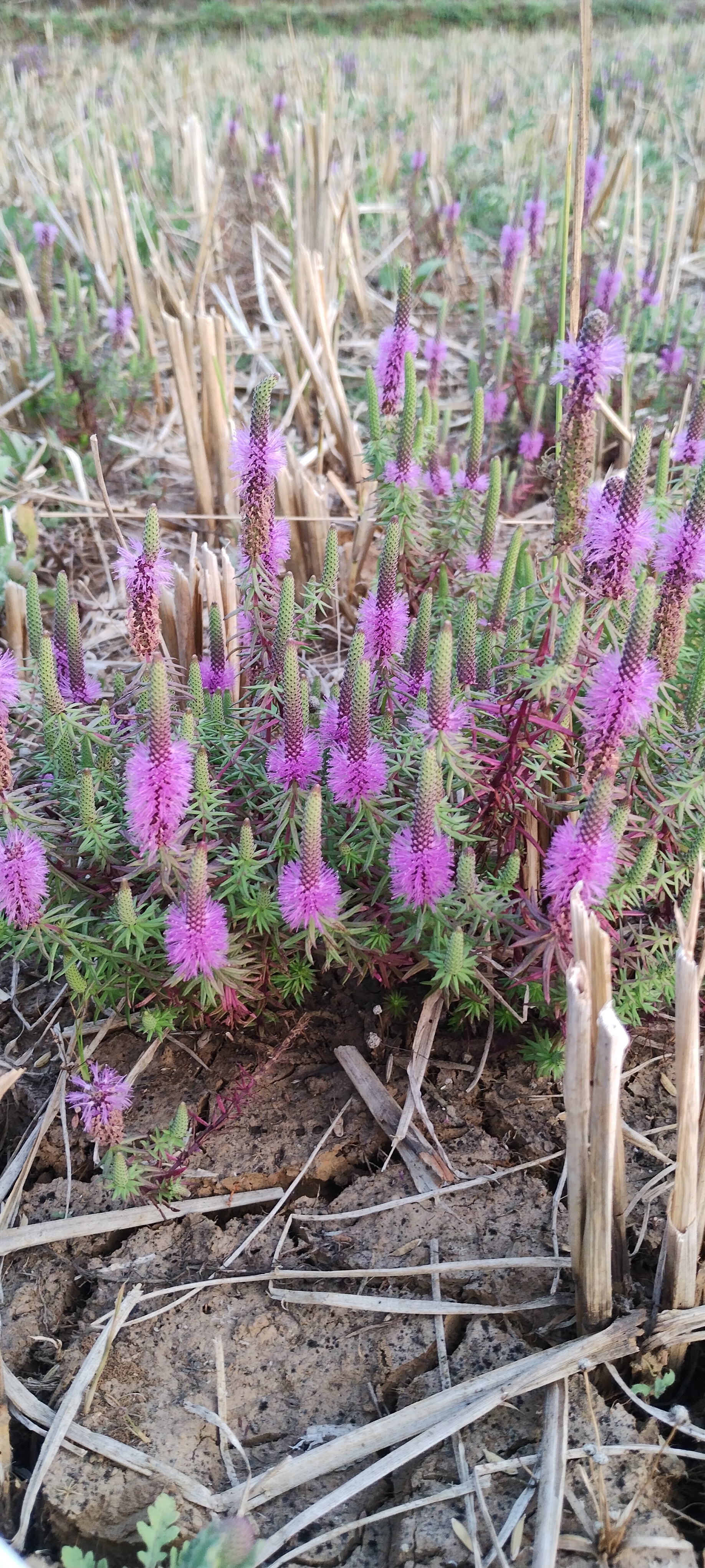 A Vibrant Blend of Wildflowers and Sugarcane