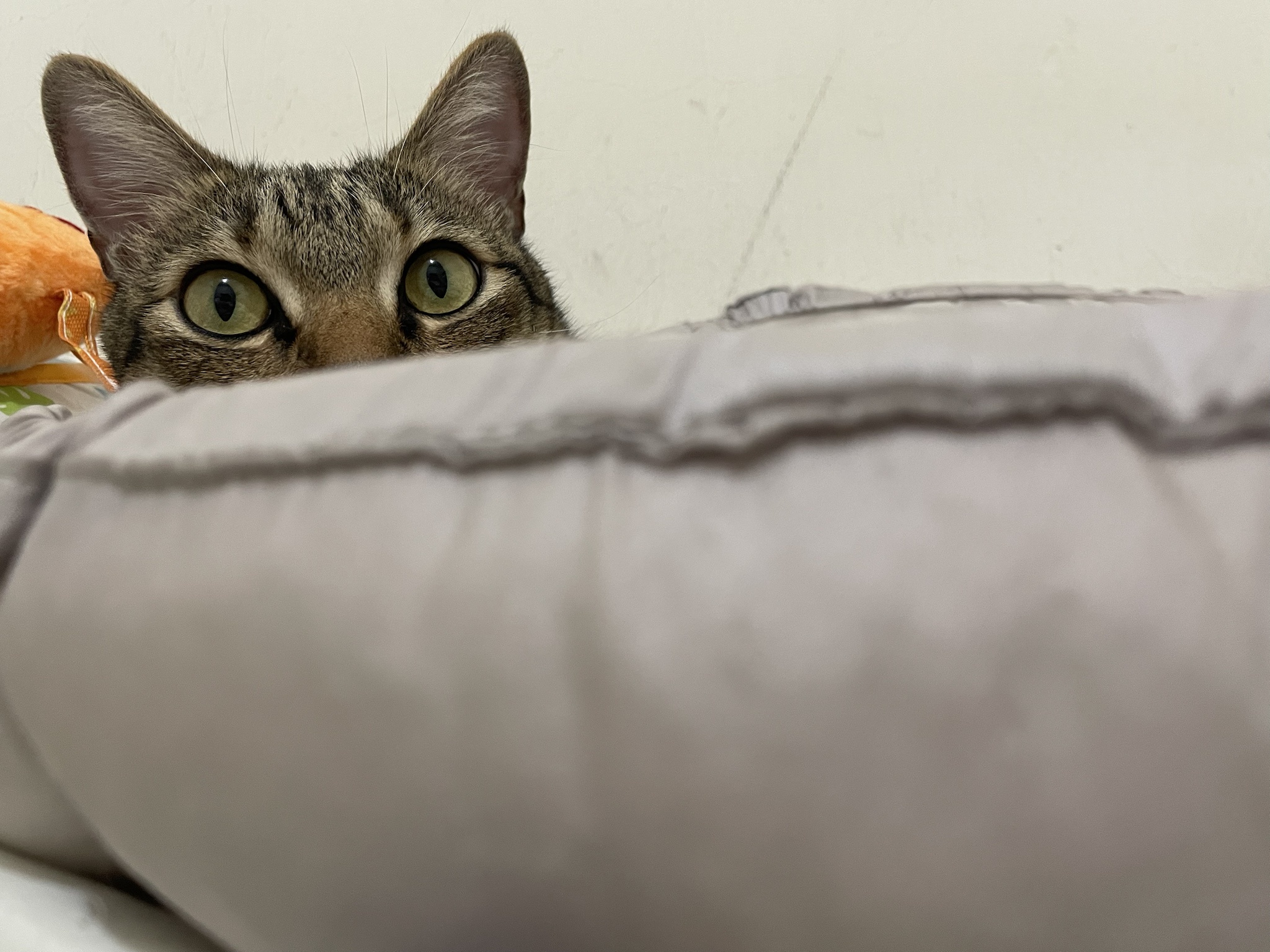Just a Cat: The Ultimate Feline