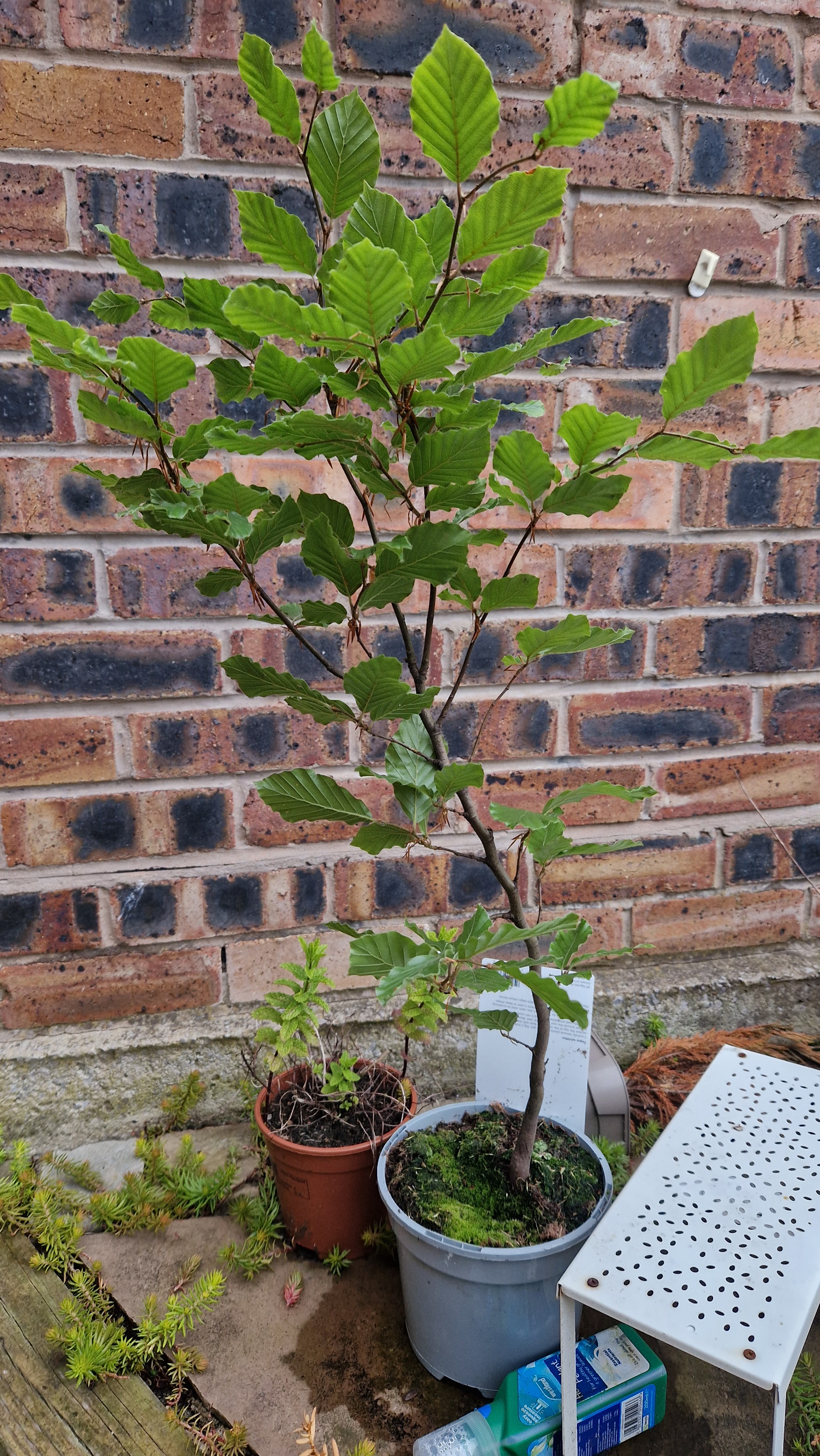 Bonsai: My ultimate source of relaxation