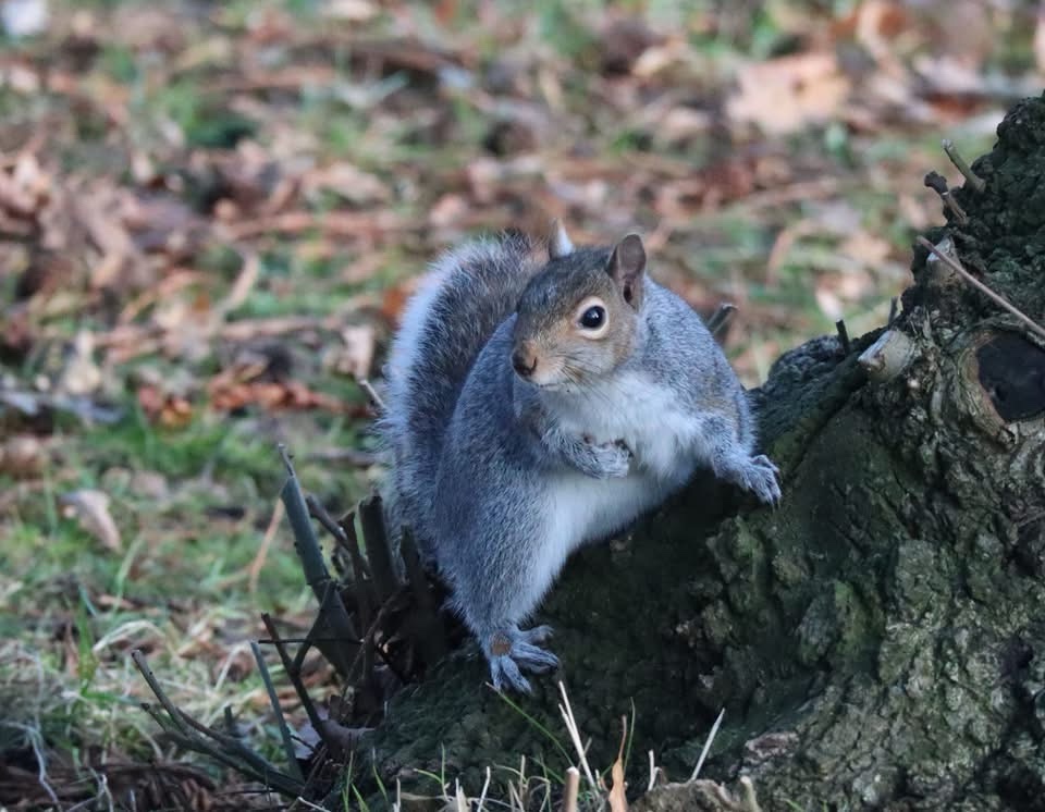 The Charming Gray Squirrel: Nature's Little Acrobat