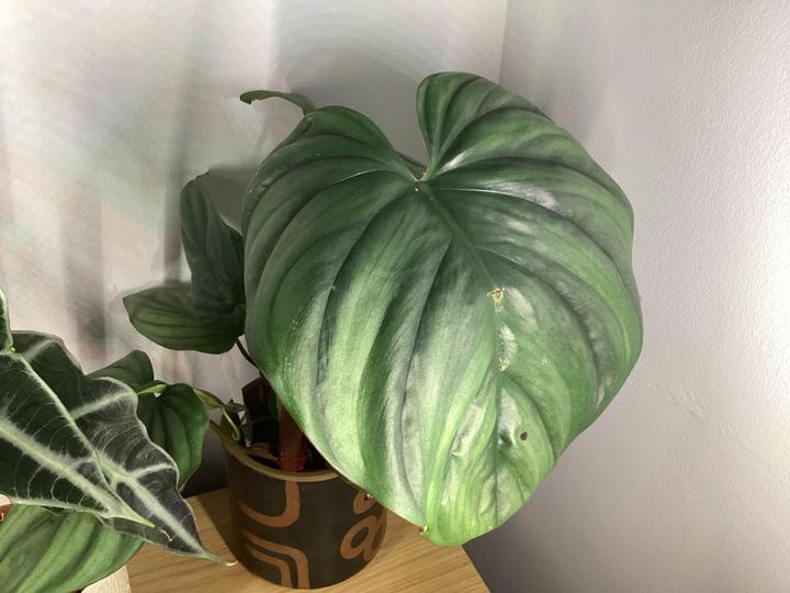 Exploring the Beauty of Philodendron from Colombia