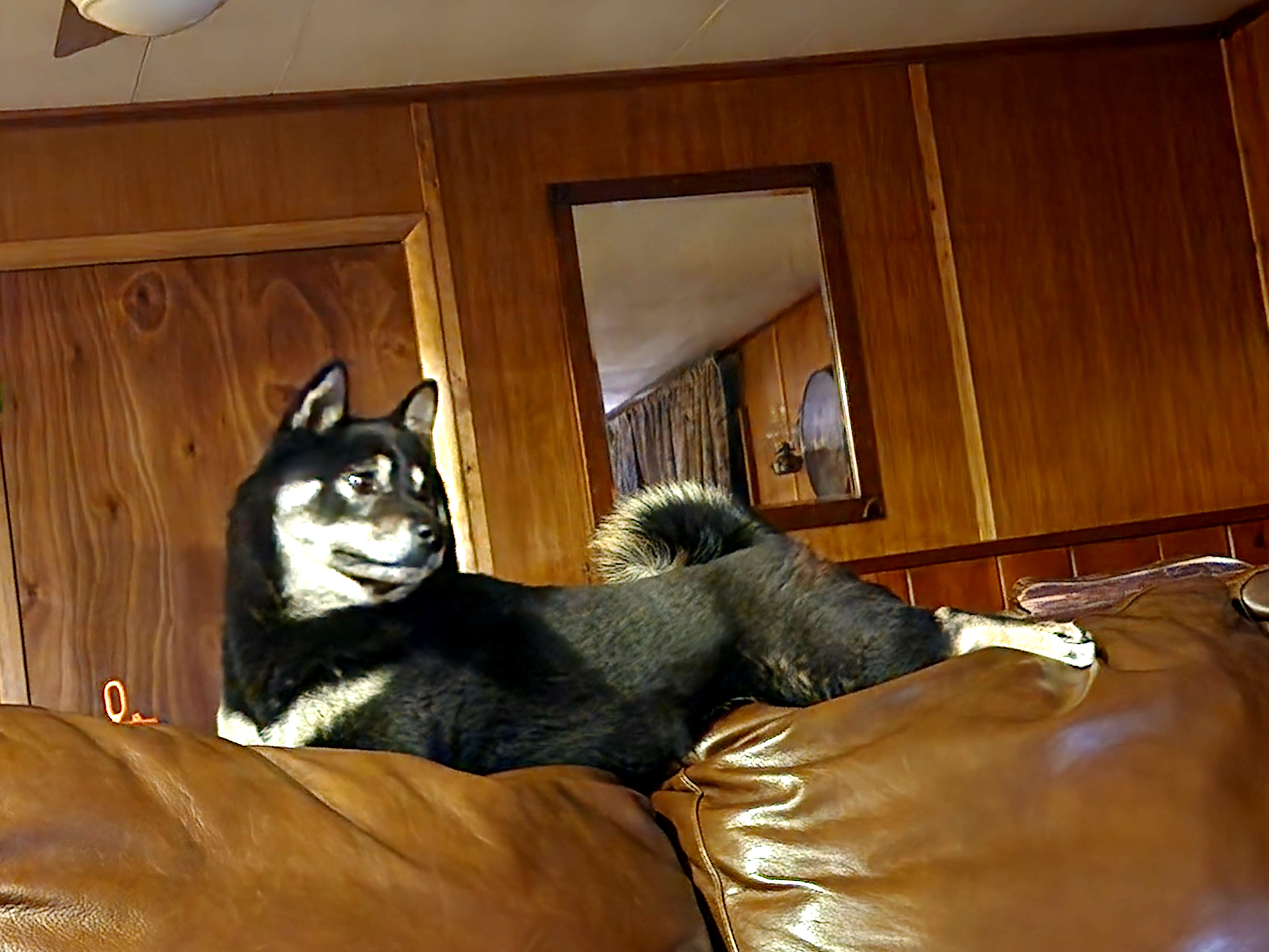 Chilling Out with Witcher the Shiba Inu