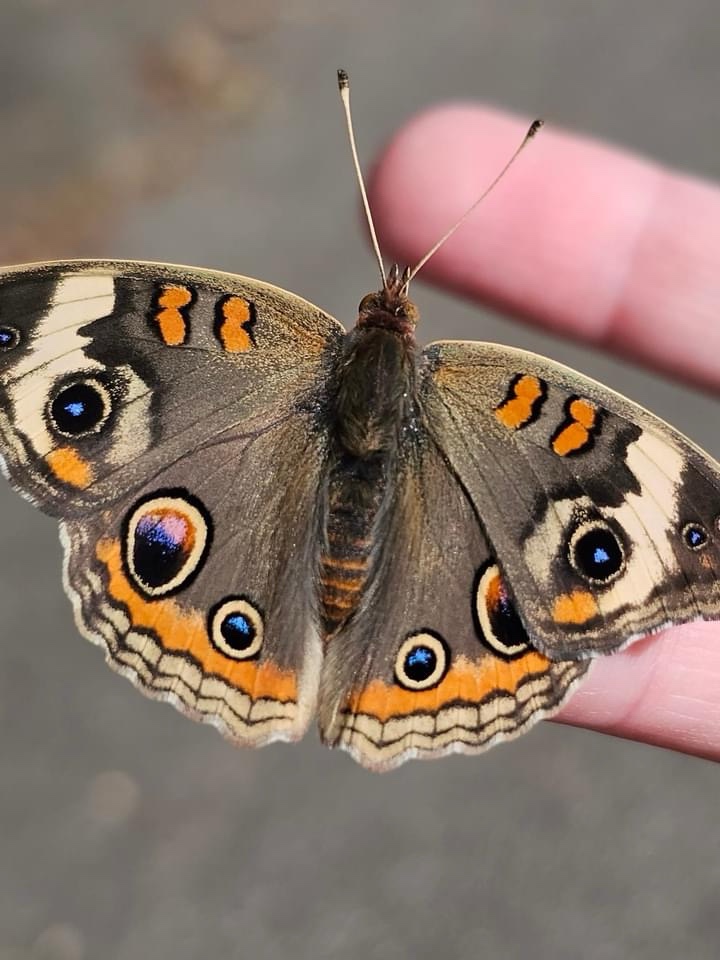 The Mysterious Moth