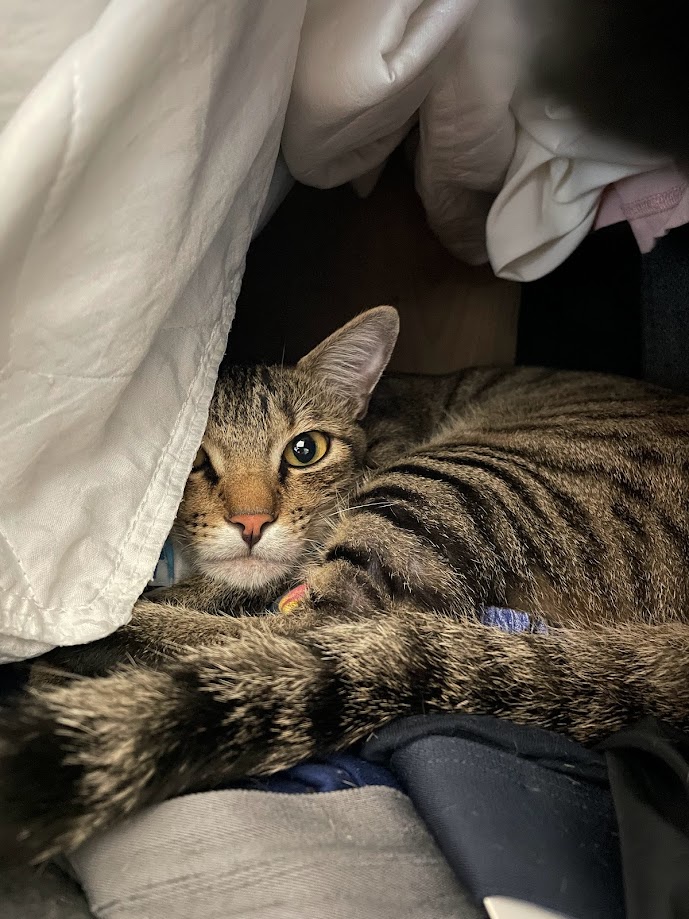 The Sneaky Cat Hiding in the Closet