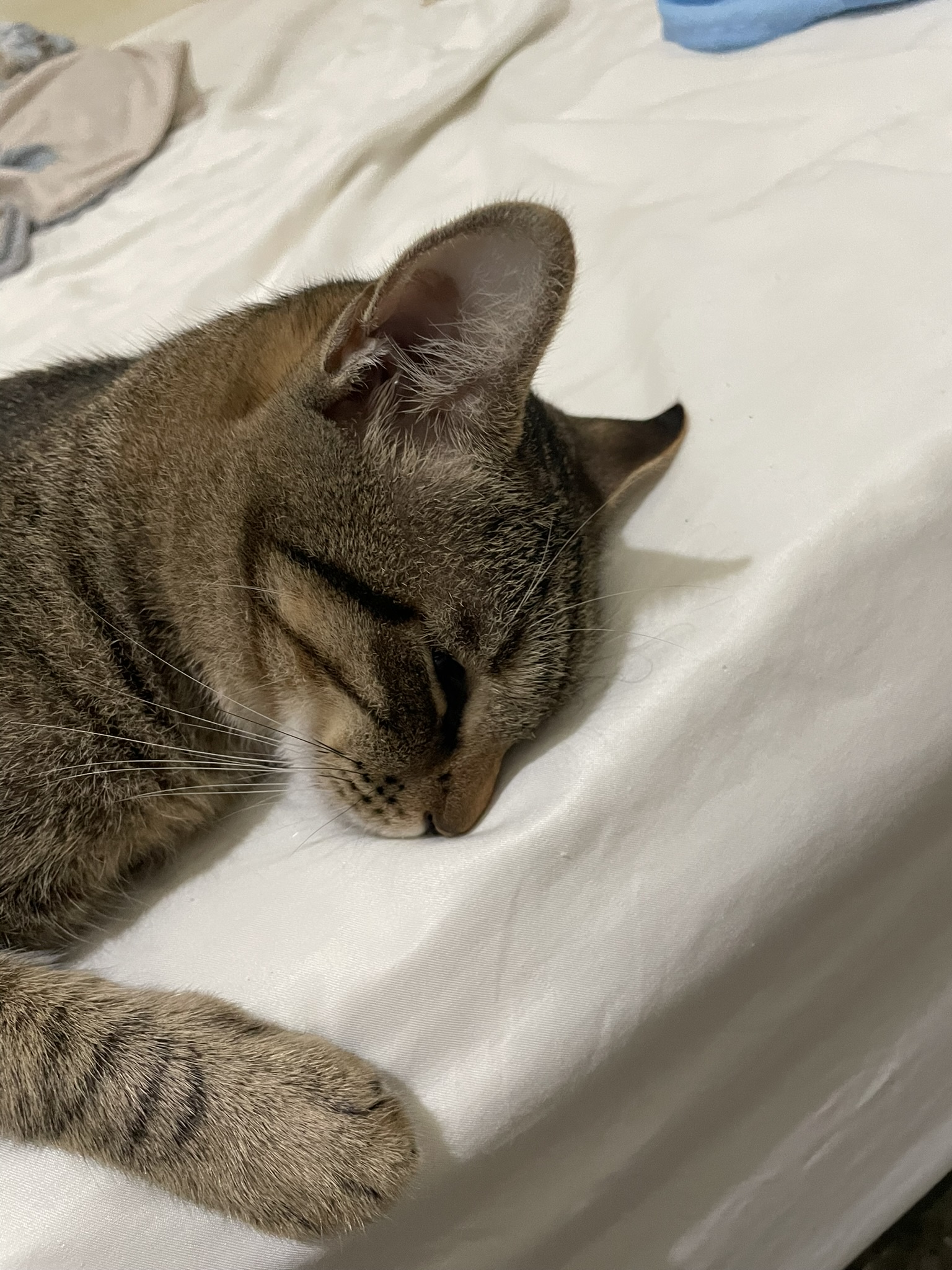 The Cutest Sleeping Cat You’ll Ever See