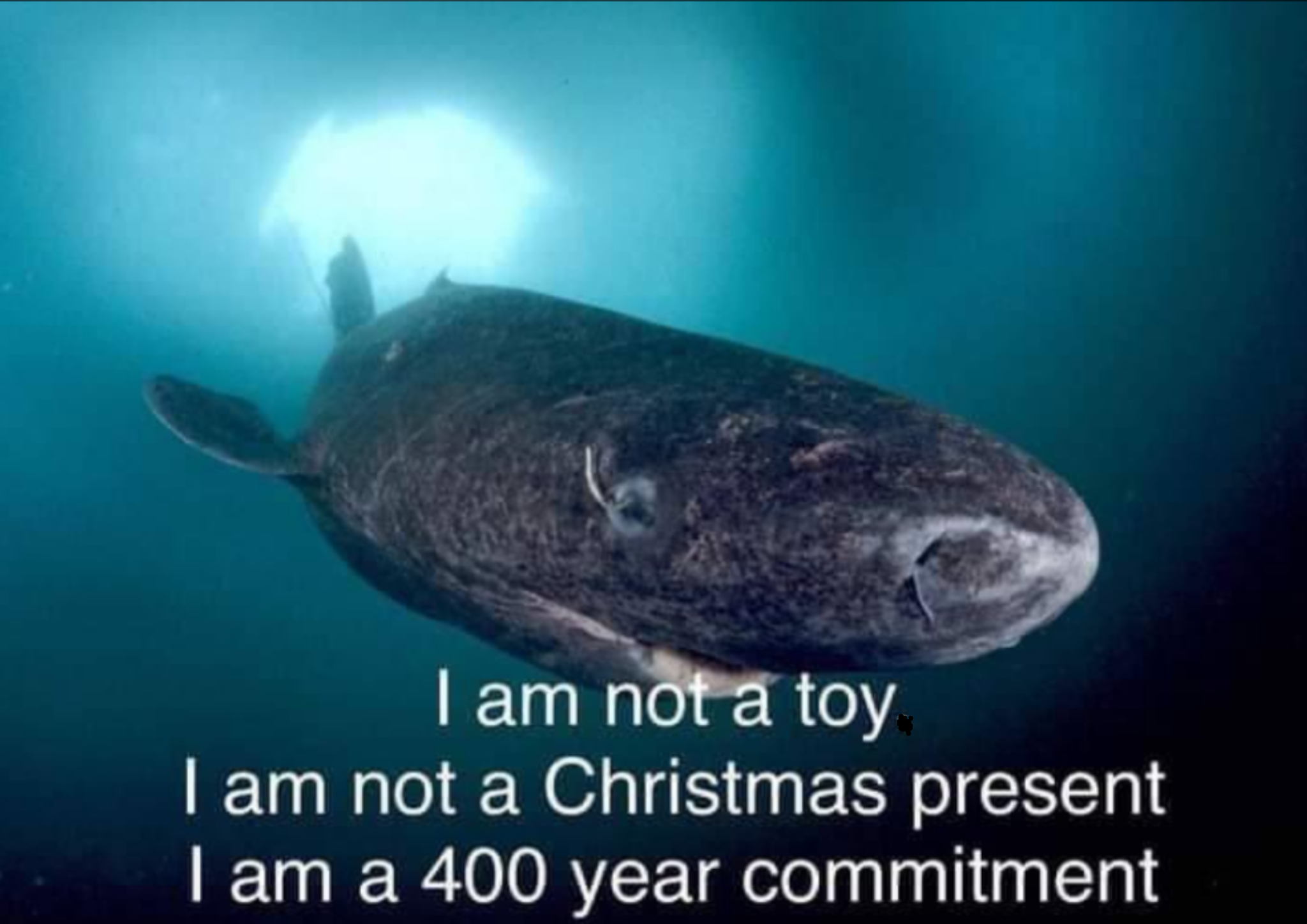 Think Twice Before Gifting a Greenland Shark This Christmas!
