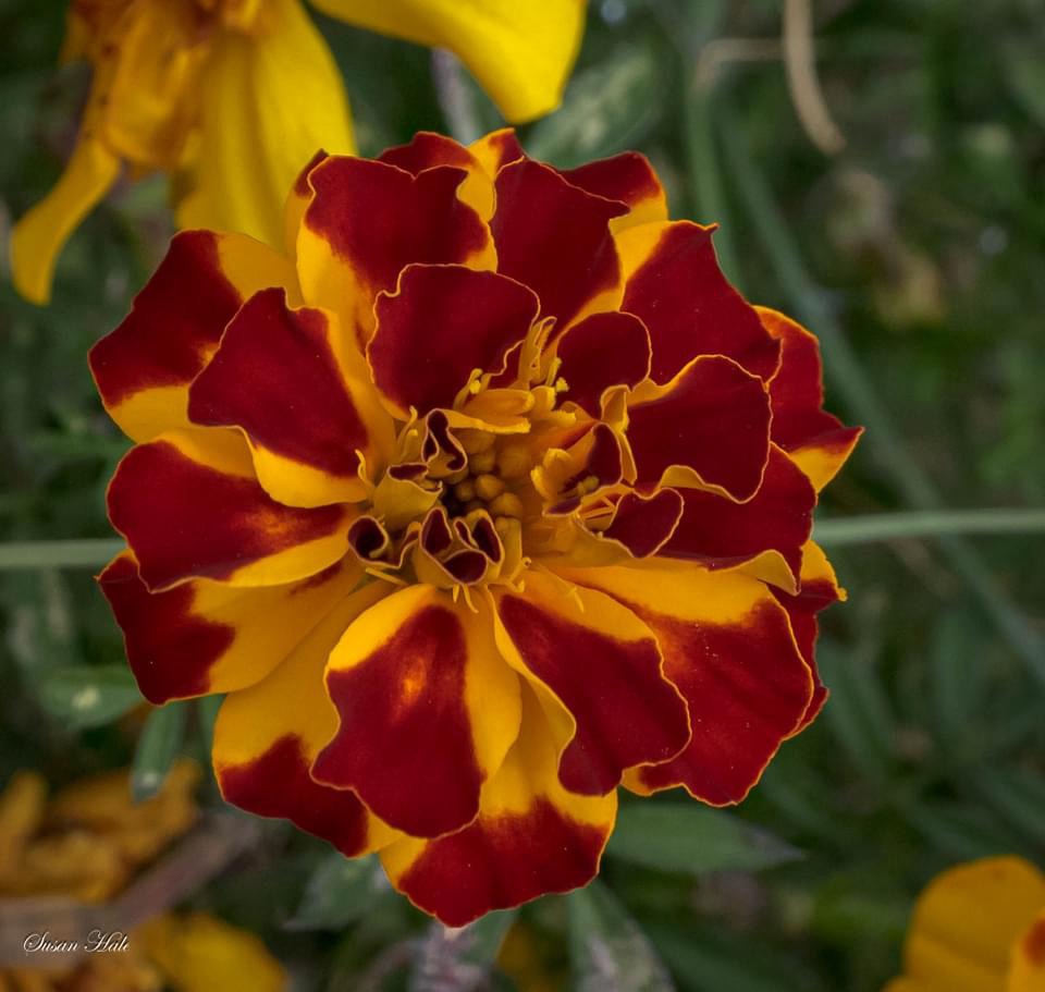 The Beauty of Marigold: A Floral Delight