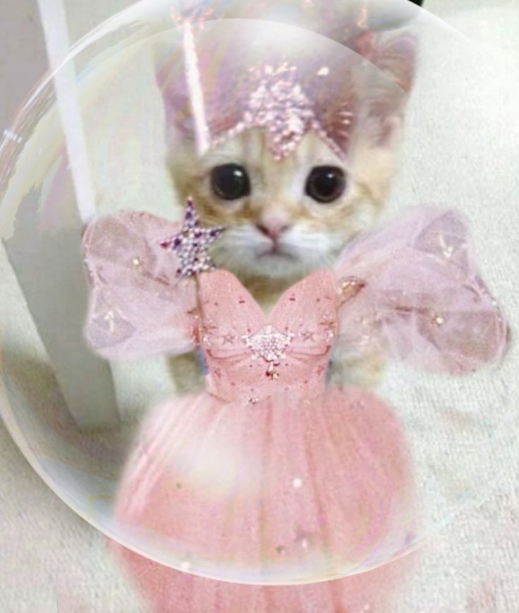 Meet Kitty Glinda: The Adorable Feline Star