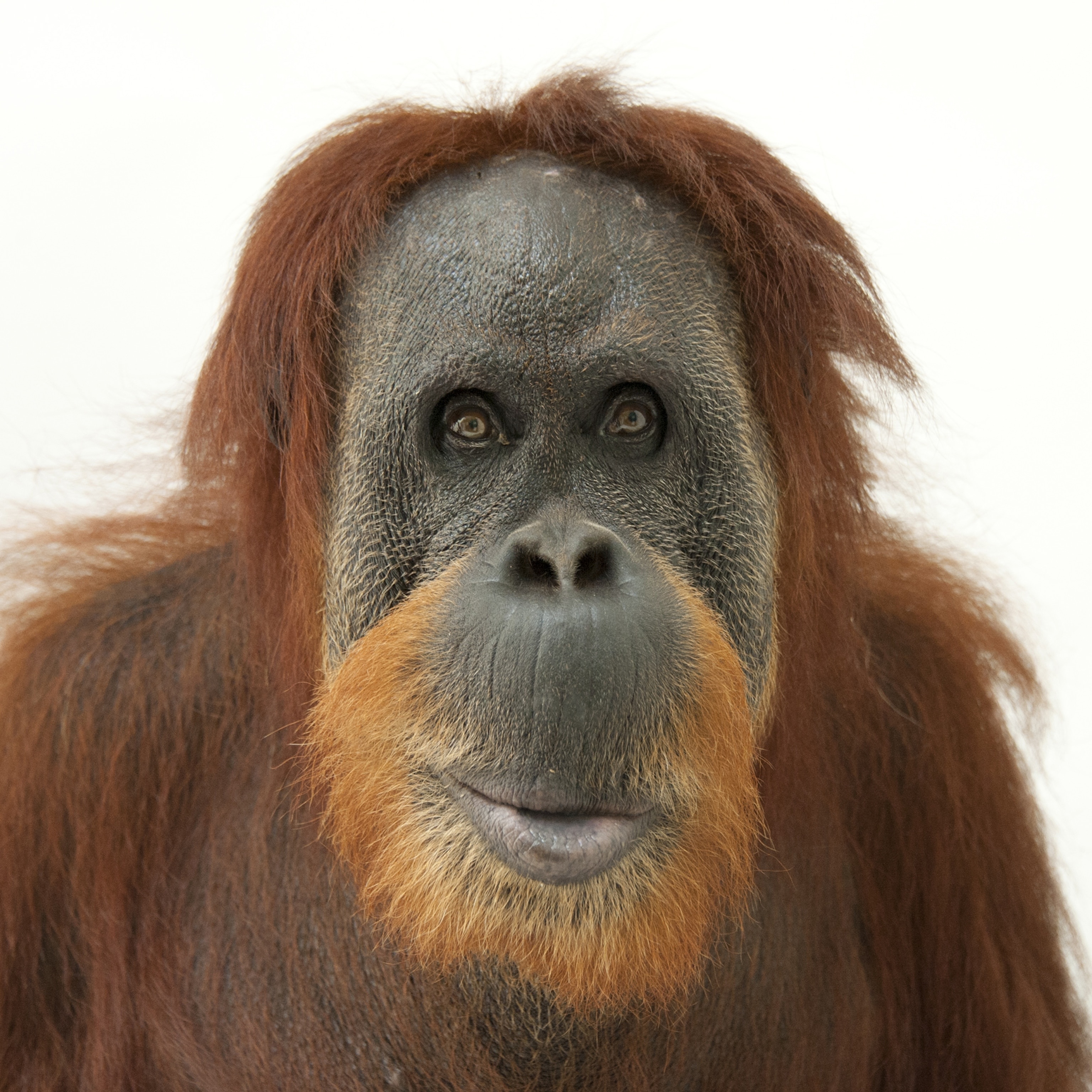 Meet the Majestic Orangutan: Nature's Great Ape