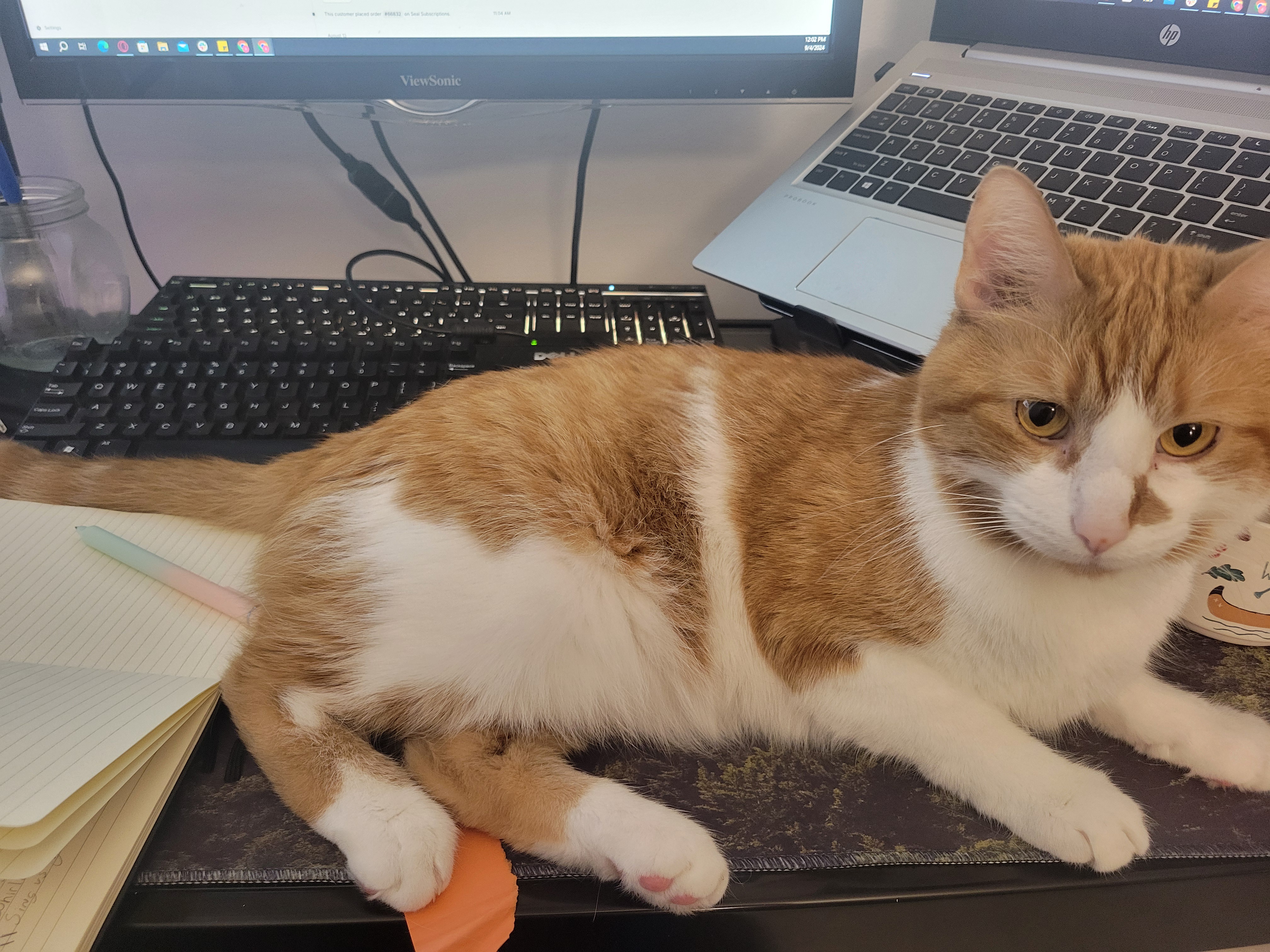 When Life Gets Tough, My Orange Buddy Brightens My Day