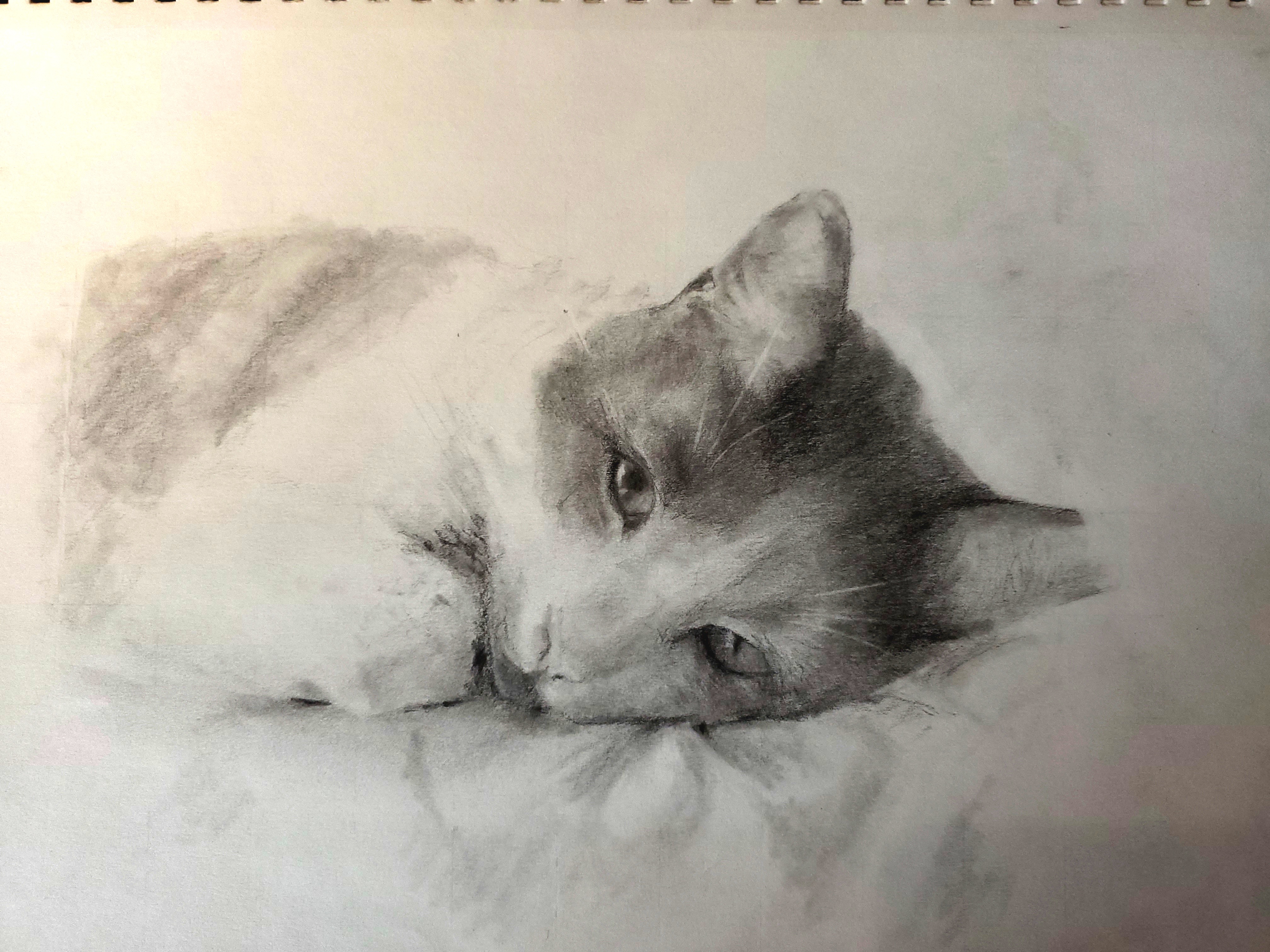 My Passion for Drawing Cats in Relaxed Poses