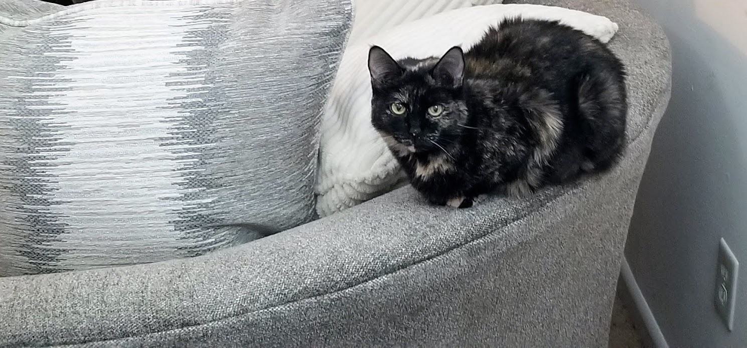 My Tortie Taking Charge in a Clockwise Adventure