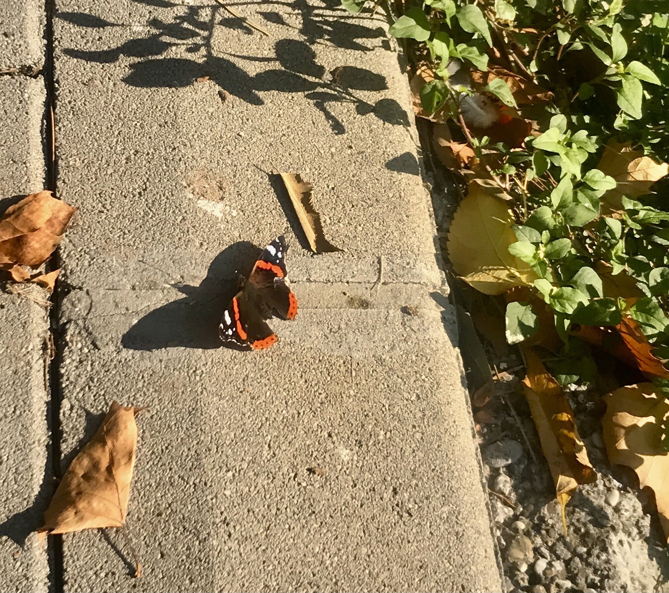 A Beautiful Butterfly Gracing Us in Autumn