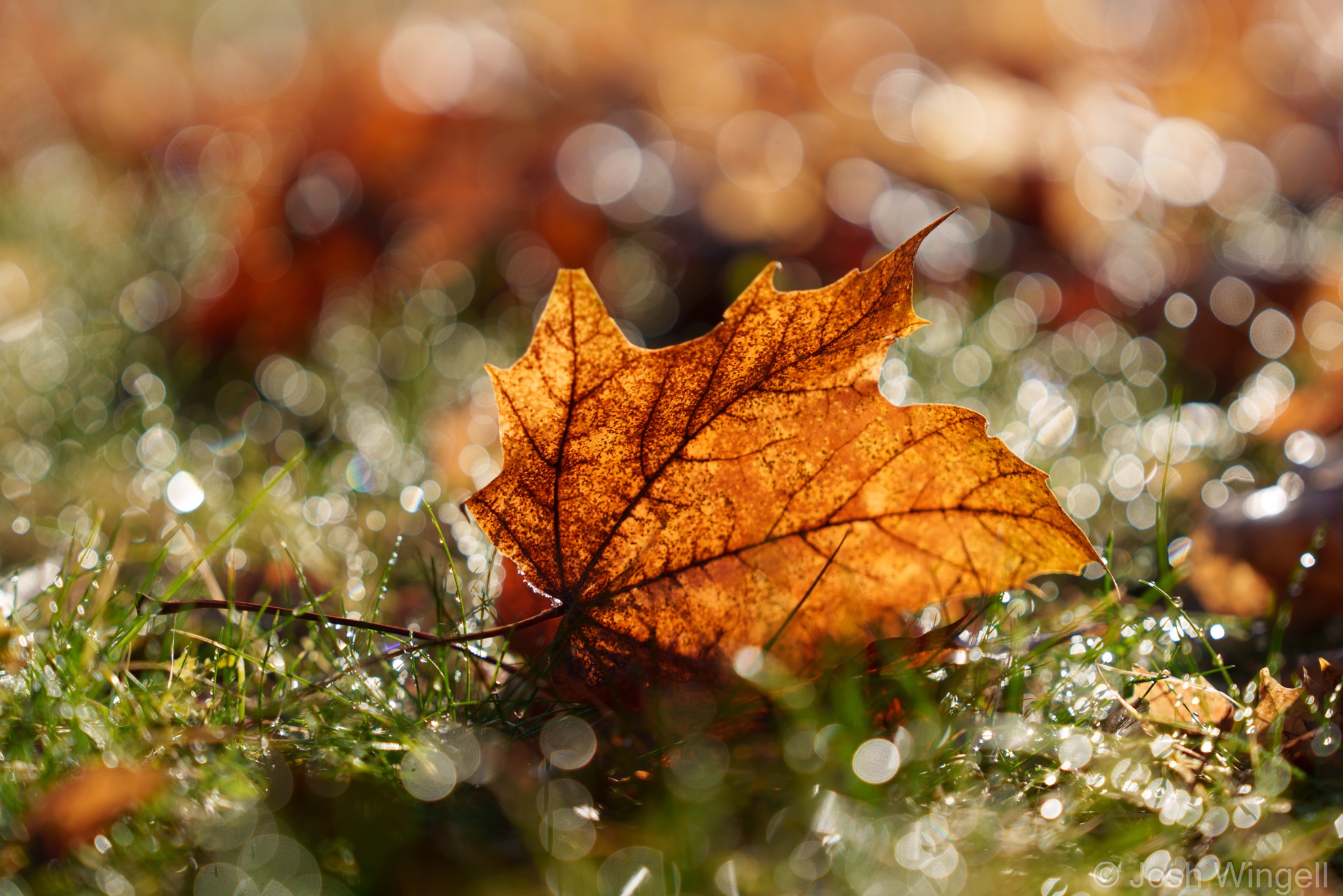Captivating Morning Bokeh: Nature's Soft Focus