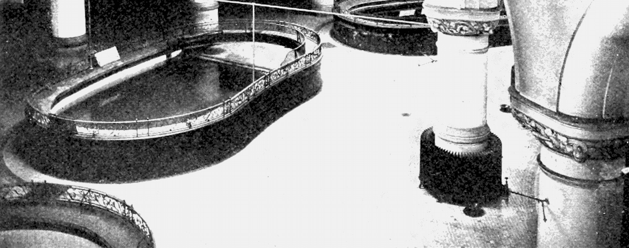 A Glimpse into History: The Extinct Caribbean Monk Seal from 1902
