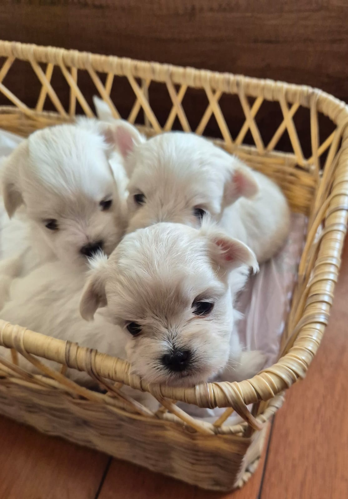 Puppies Galore!