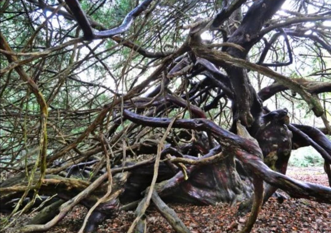 Exploring the World of Paul Greenwood Yew Images