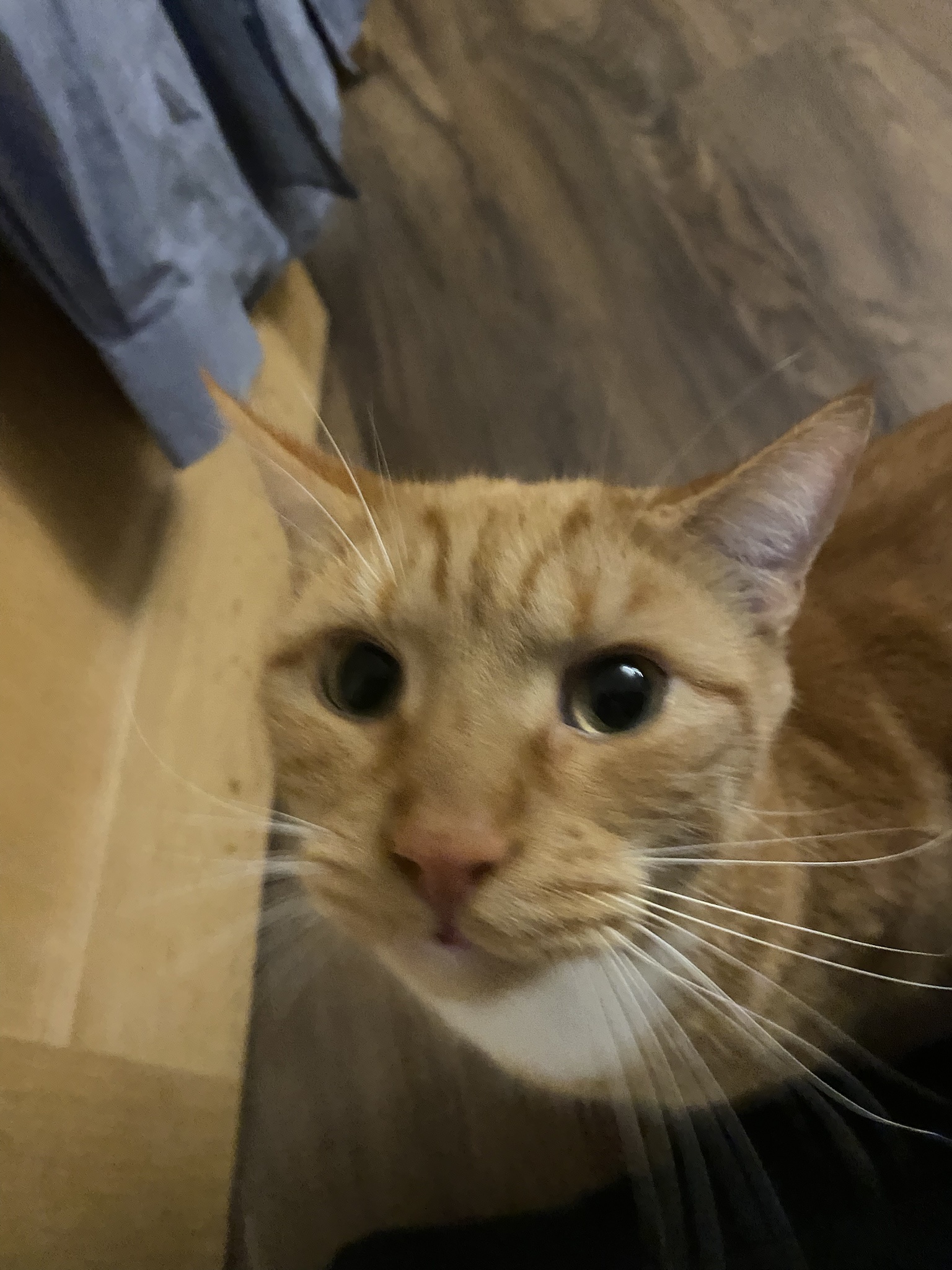 Biscuit’s Daily Dose of Cuteness: A Picture a Day