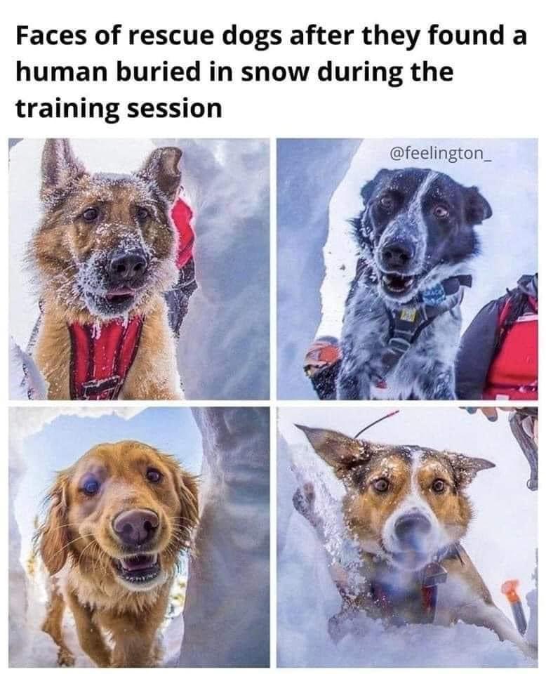 The 489th installment of "I'm not deleting these, just sharing for connection in this bleak world" - Dogs Edition #24