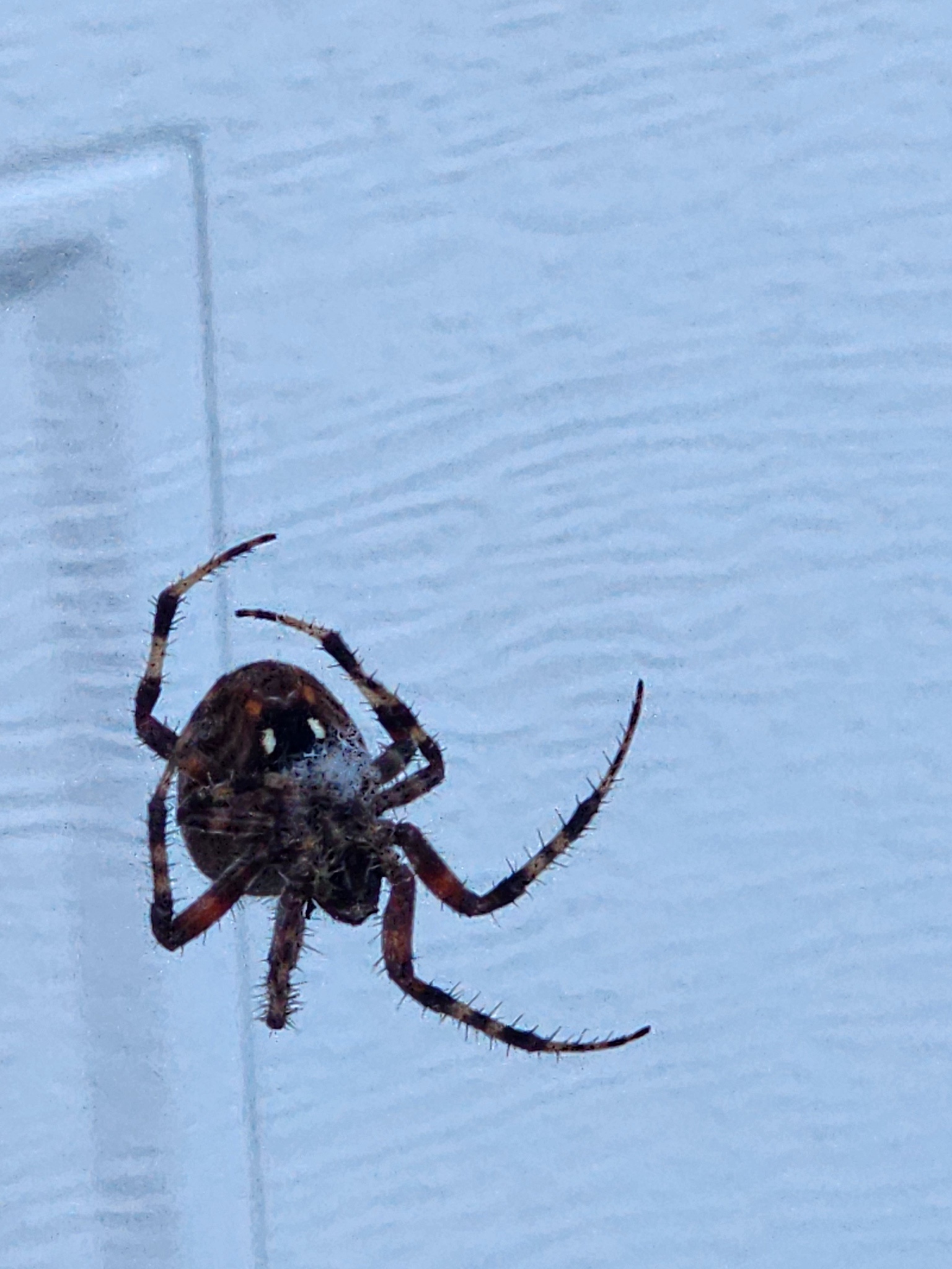 Meet the Orb Weaver: Nature's Intricate Architect