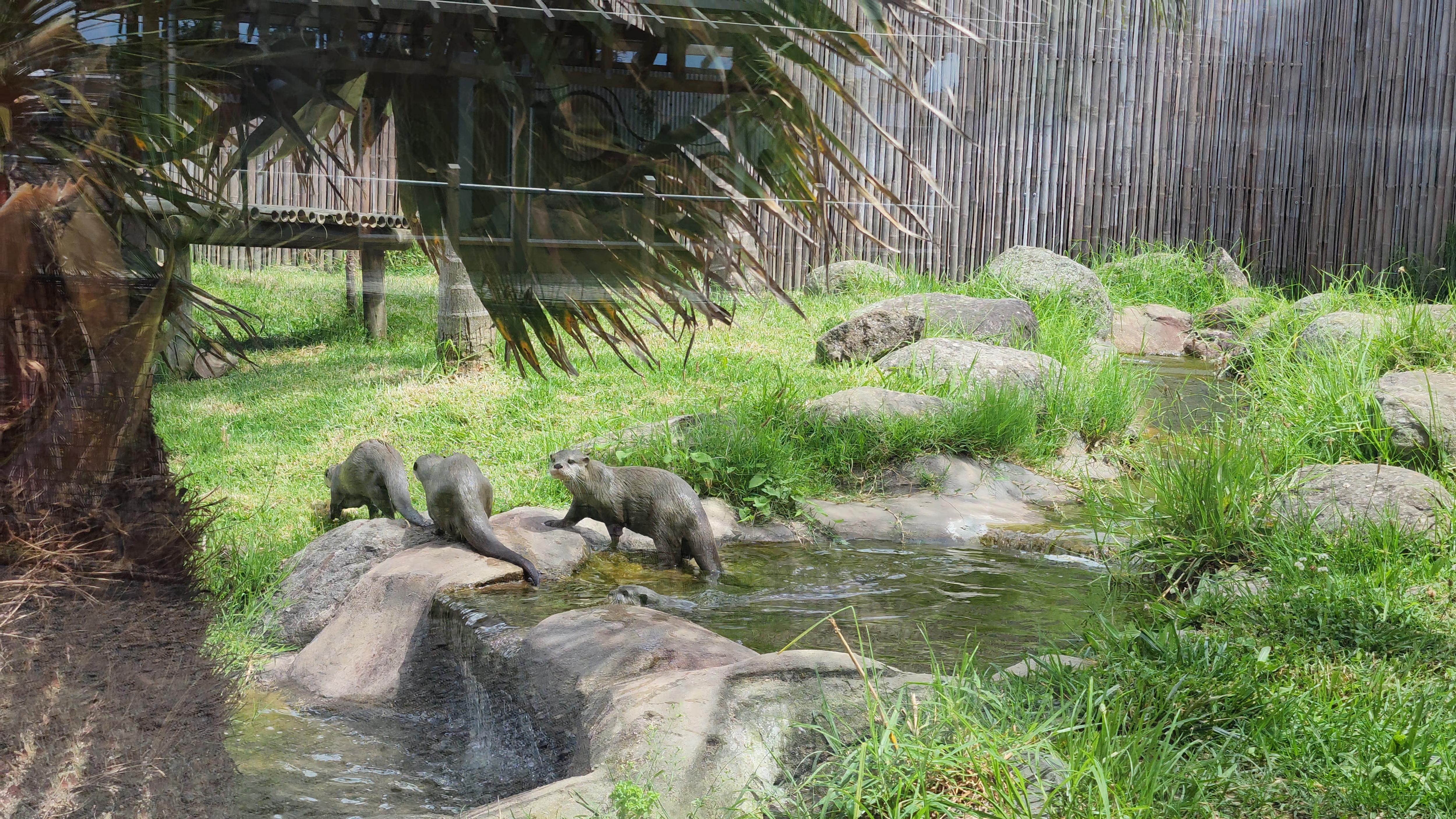 Adorable Asian small-clawed otters at Butterfly Creek
