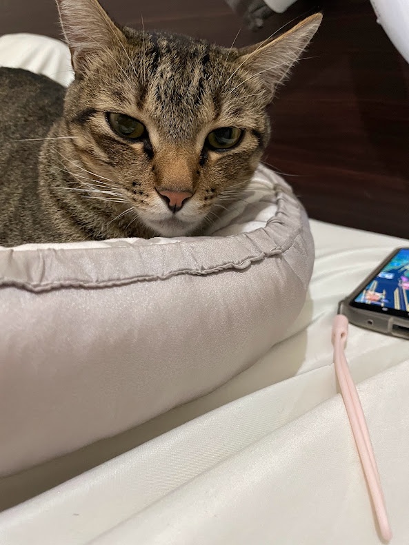 More Adorable Cat Moments
