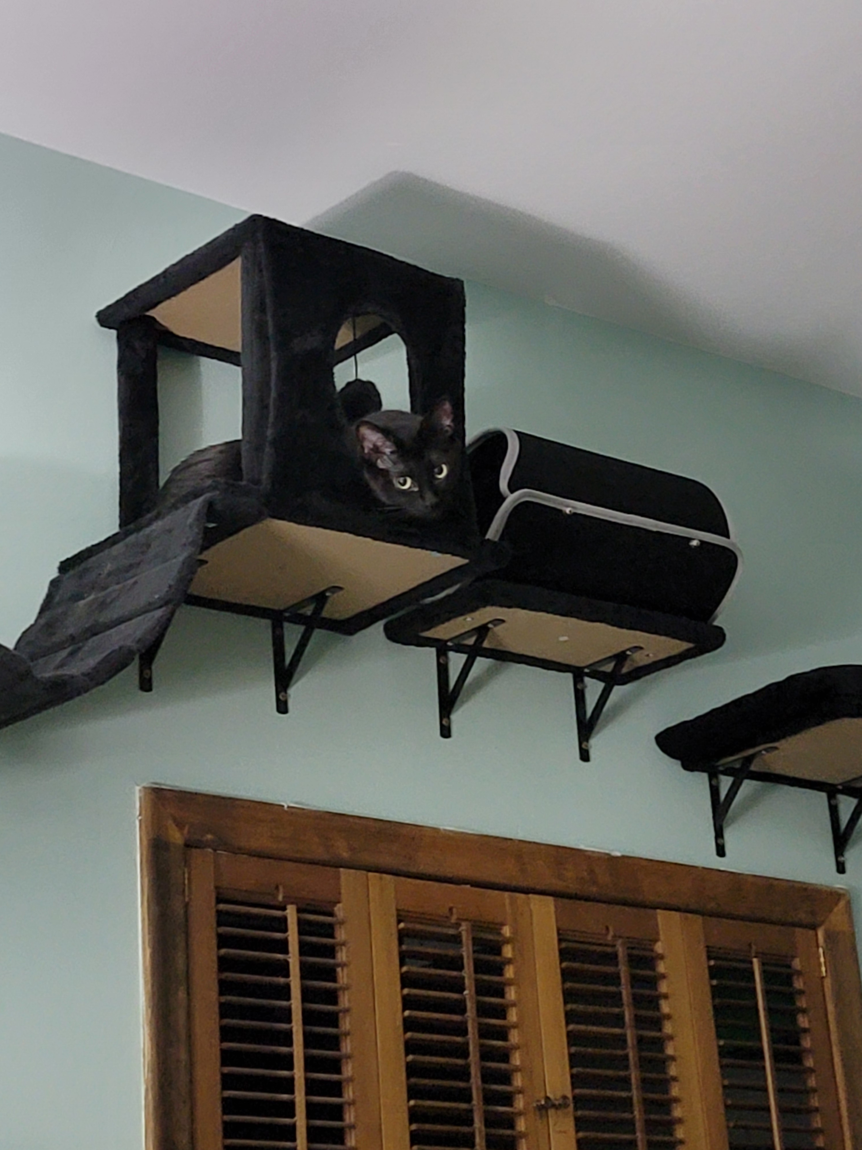 My First Caturday Post: Join the Fun!