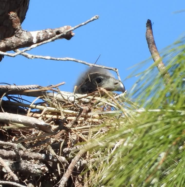 Meet the adorable baby eaglet!