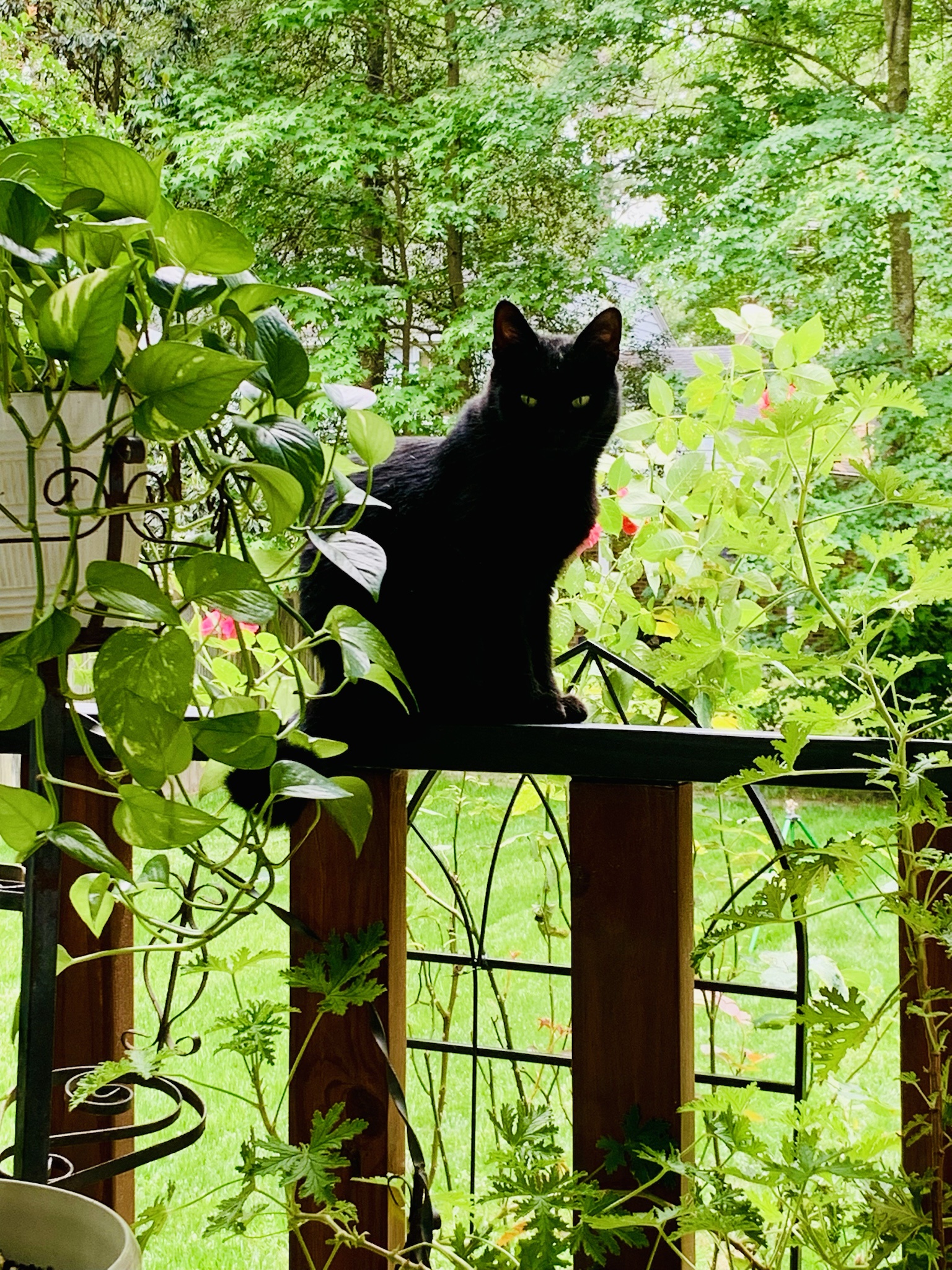 Familiar Faces for Your Enjoyment: I know it’s not quite accurate, but Happy Caturday everyone!