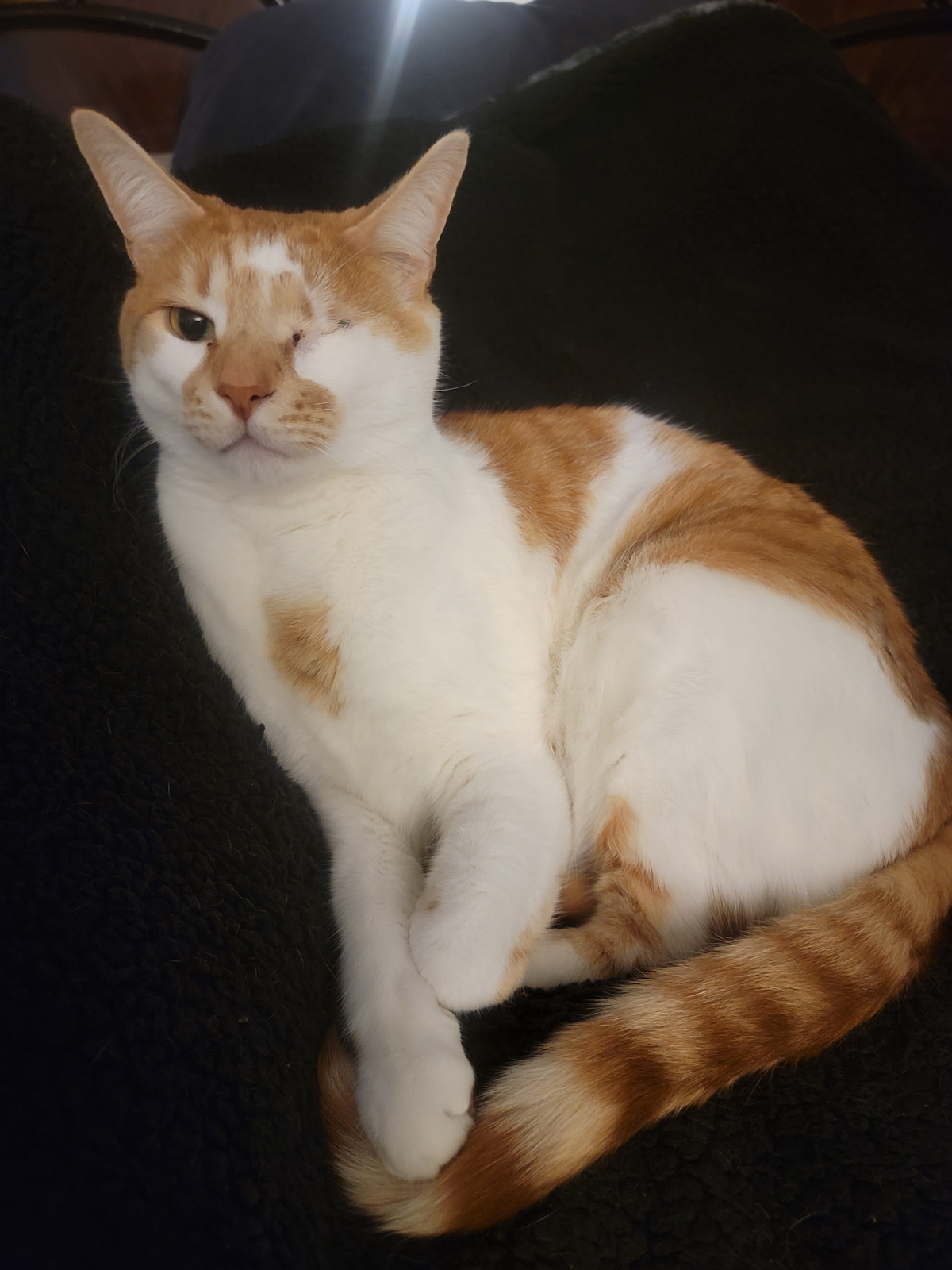 Introducing Our Lovable Trouble Maker, Simon