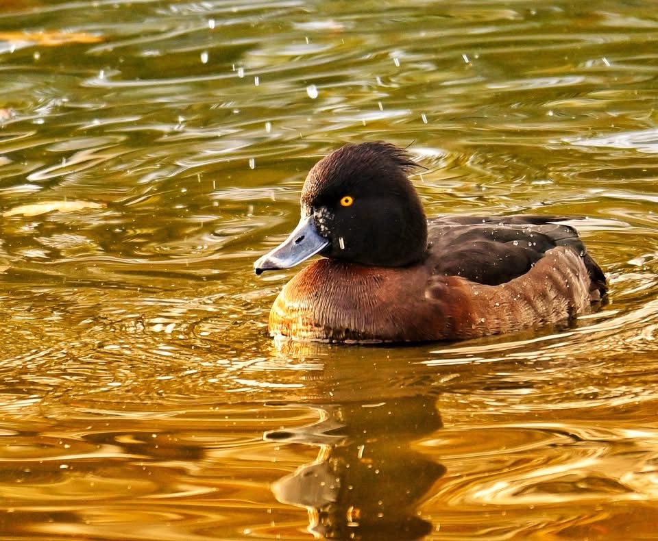 The Elegant Tufted Duck in Focus