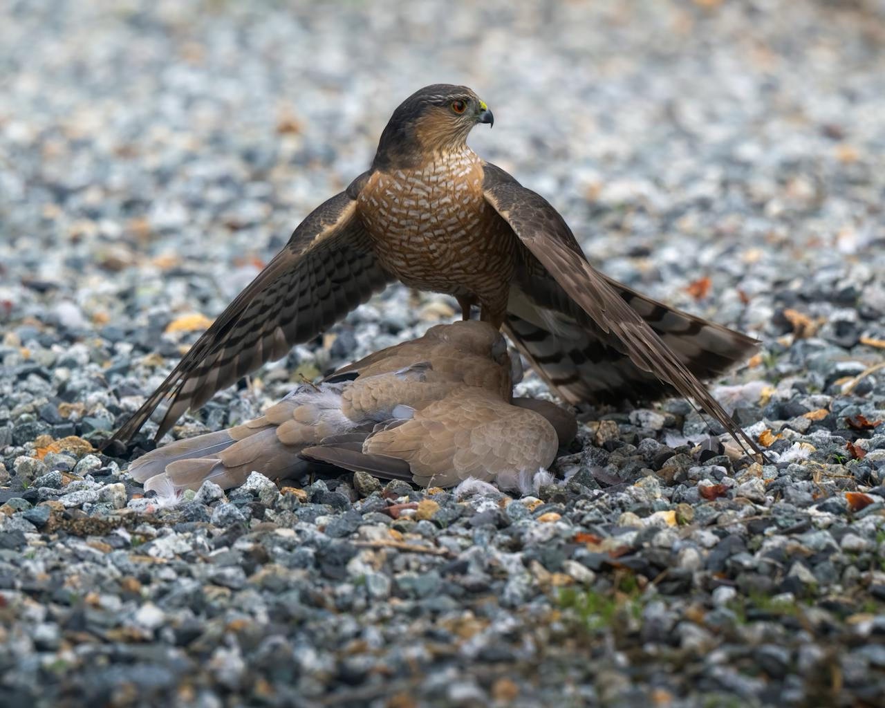 Nature's Drama: A Hawk Snatches a Dove in Our Backyard