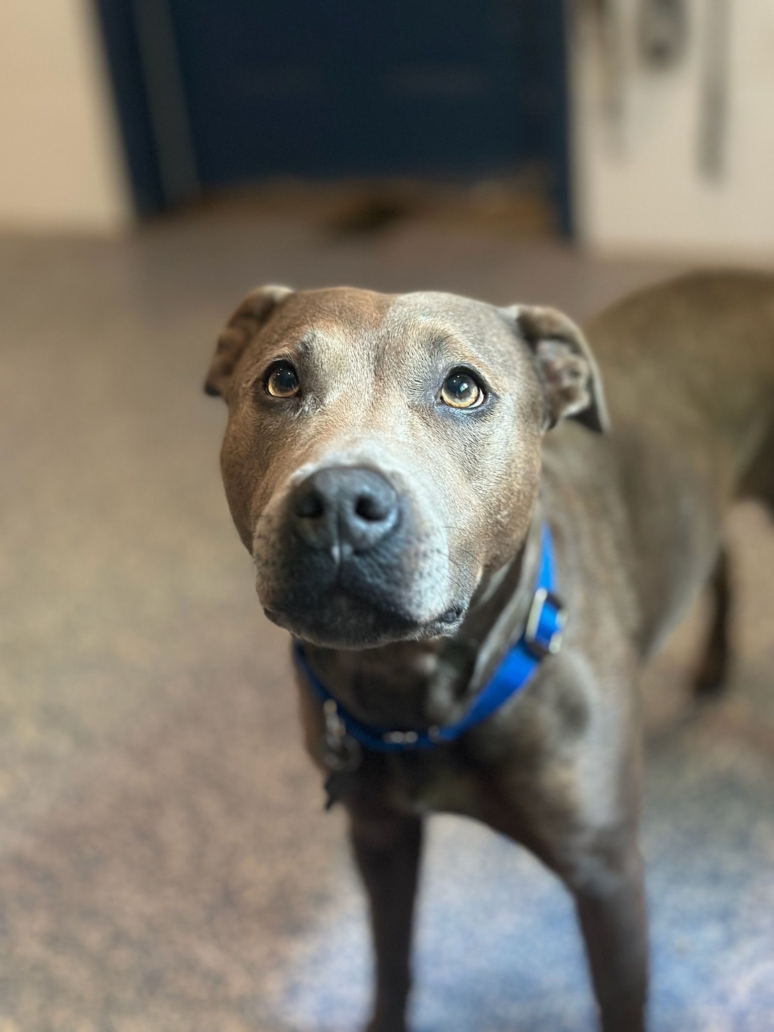 Meet Gretel: The Adorable Cross-Eyed Foster Pibble