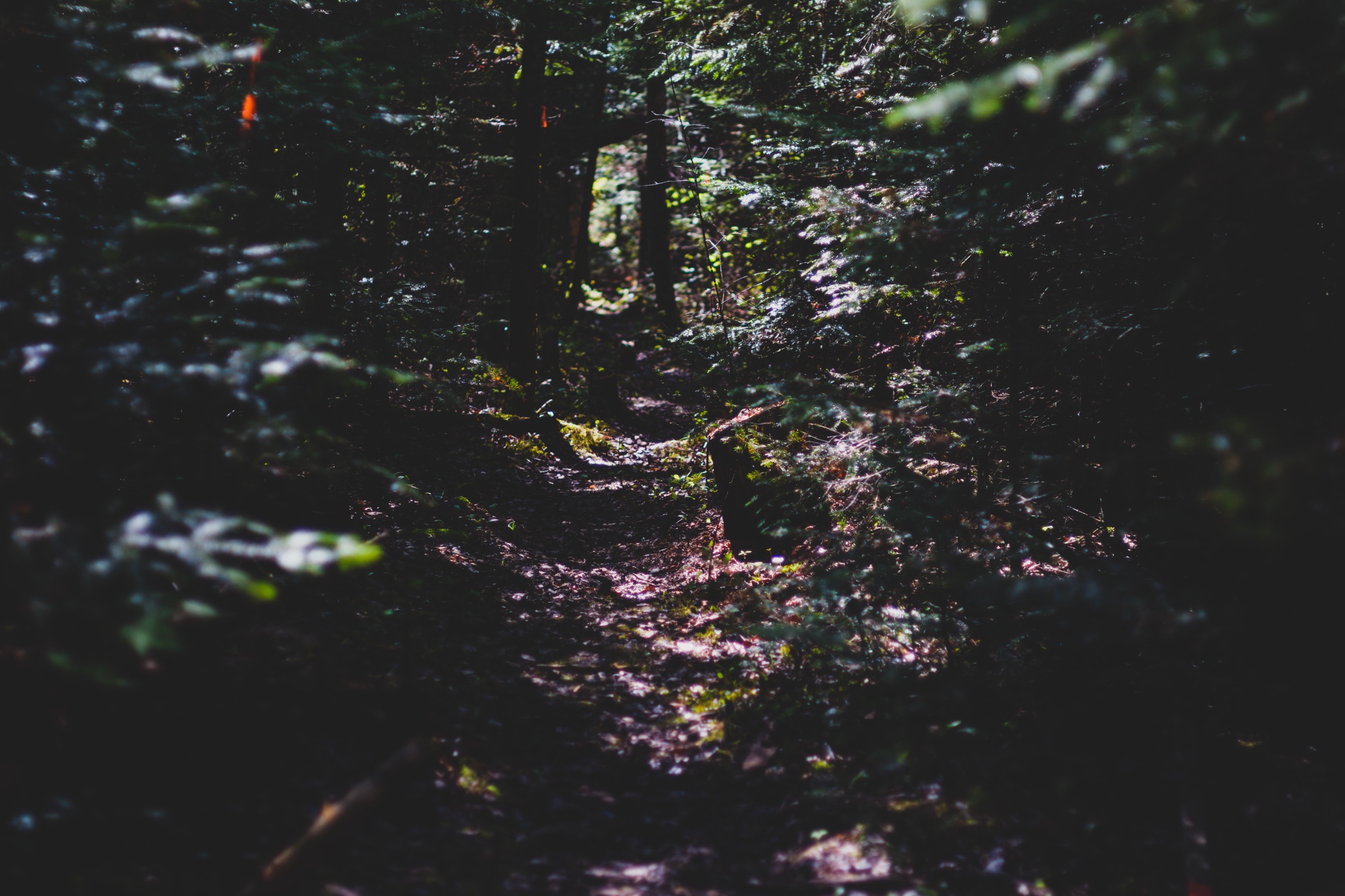 The Mysterious Call of Darkwood